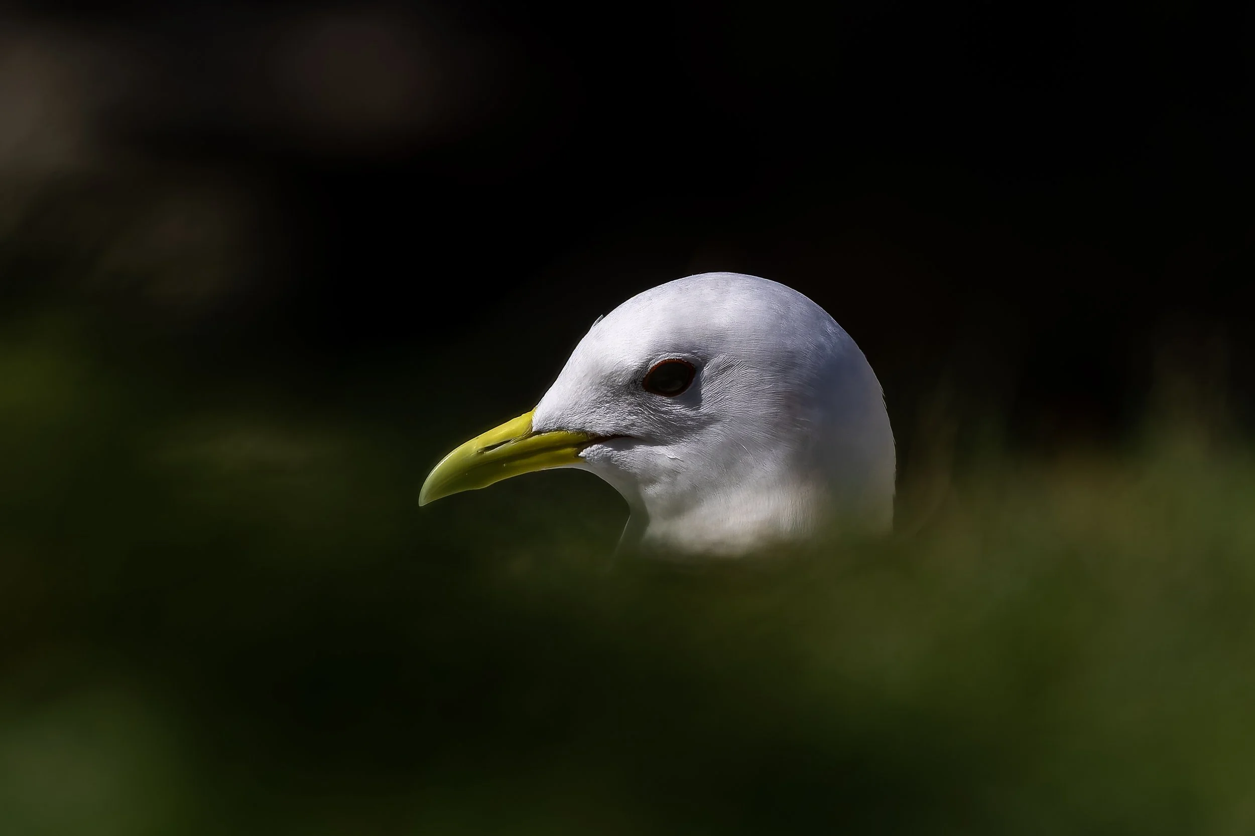 Lunga - Treshnish Isles - 16th May 2025-3.jpg