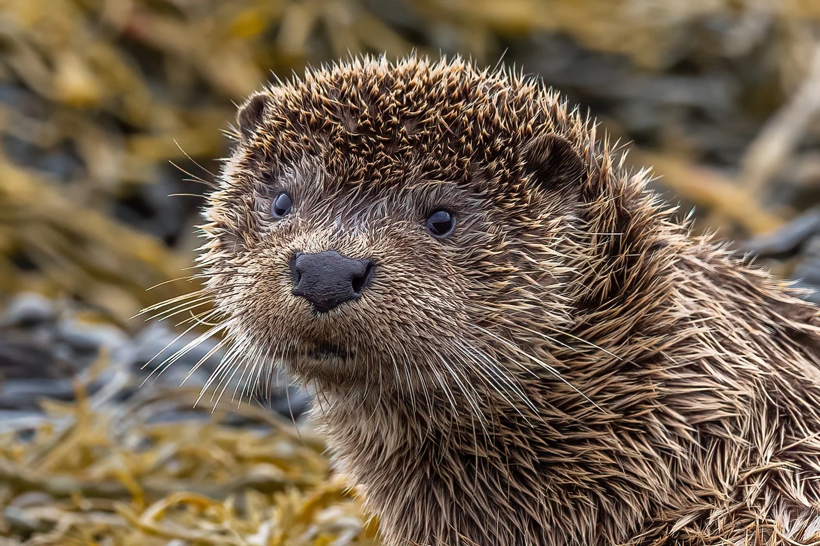 Close-up of a wet otter with a background of seaweed.