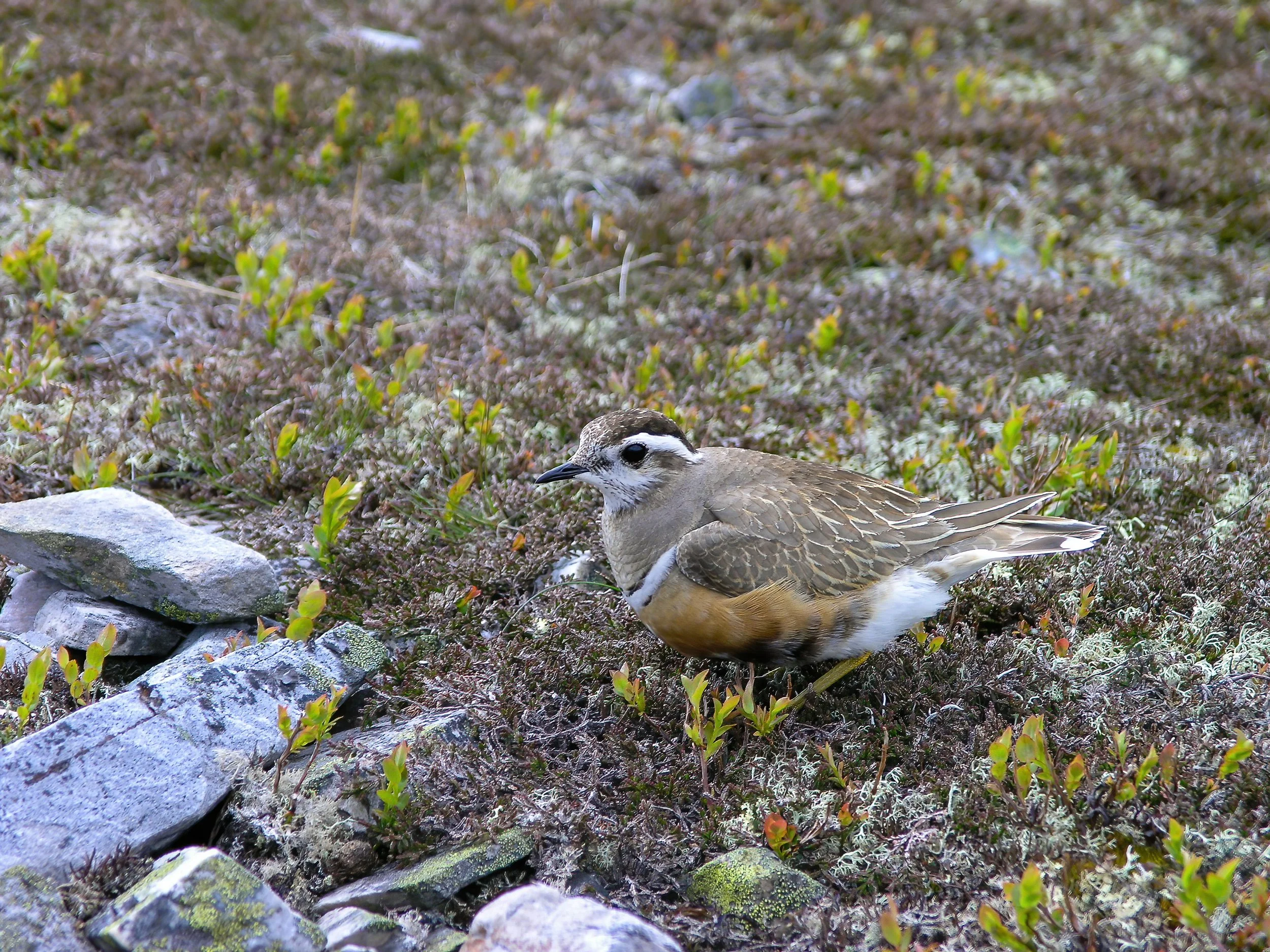 Eurasian Dotterel - Eudromias morinellus-DeNoiseAI-standard.jpg