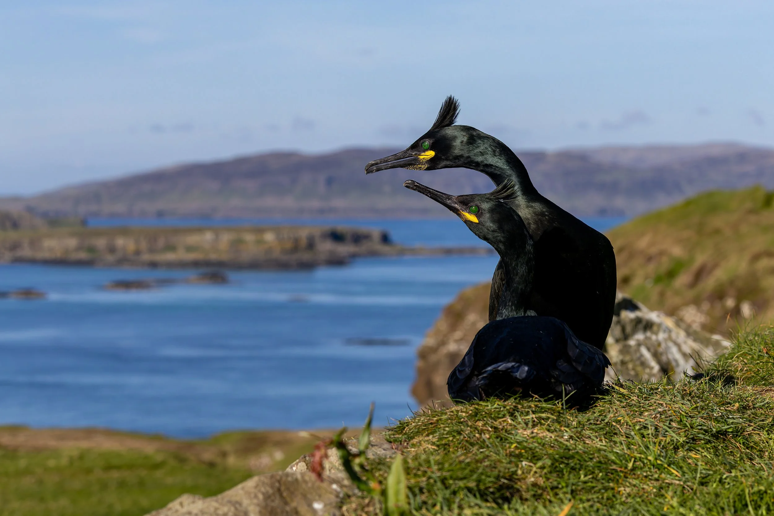 Lunga - Treshnish Isles - Mull-43.jpg