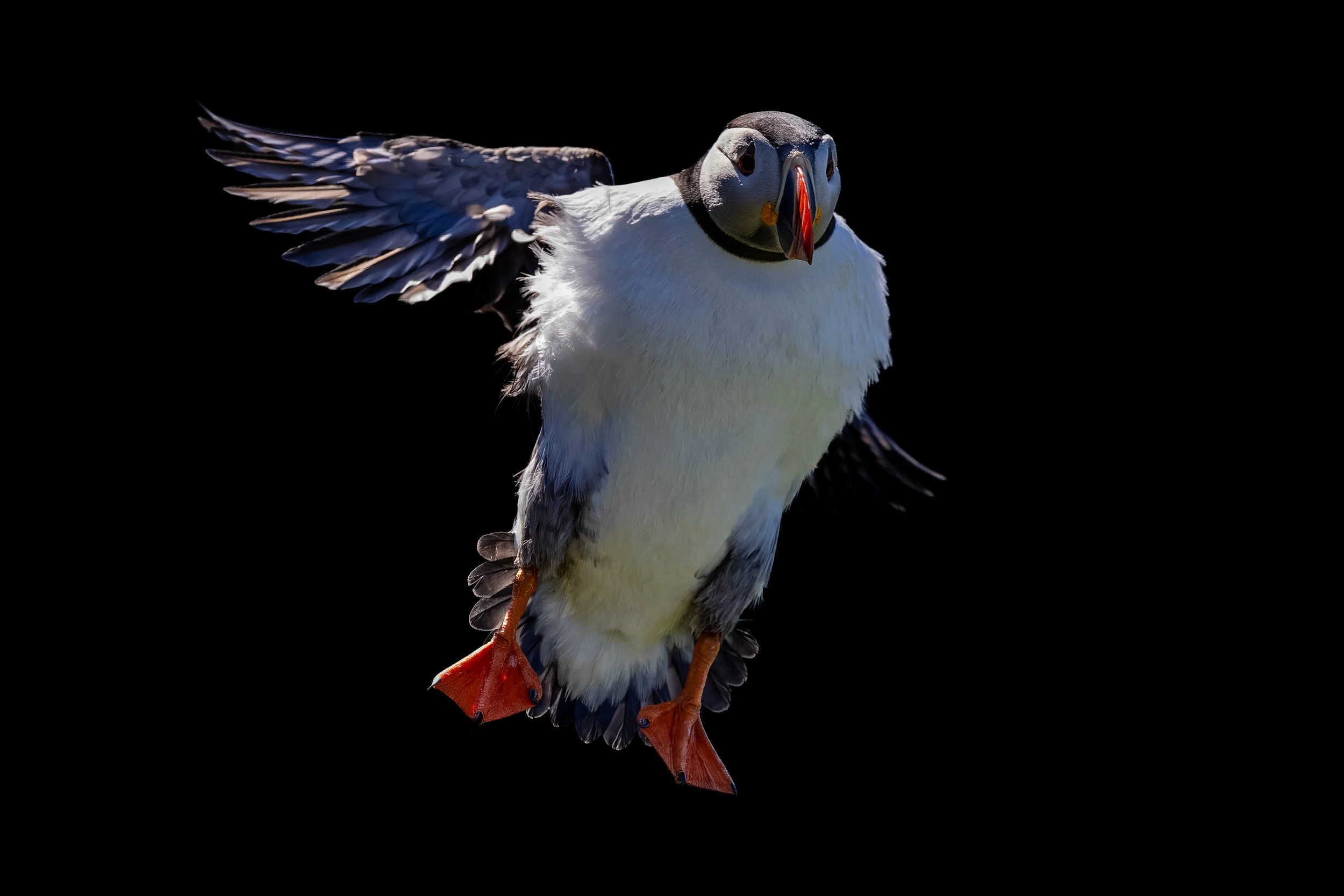 A puffin in flight against a black background, displaying its white belly, black and white wings, and colorful orange beak and feet.