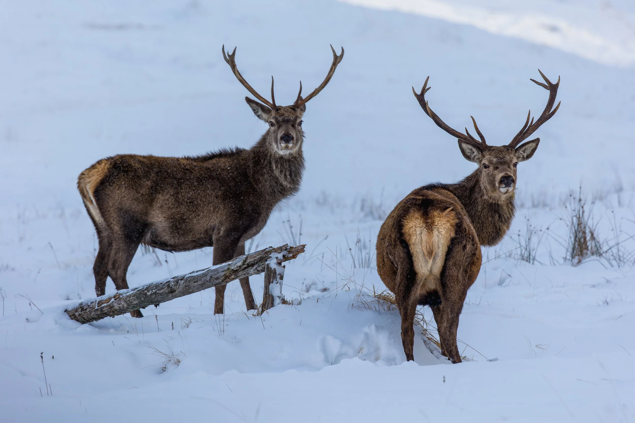 Two deer with large antlers in a snowy landscape, one facing forward and the other with its back turned.