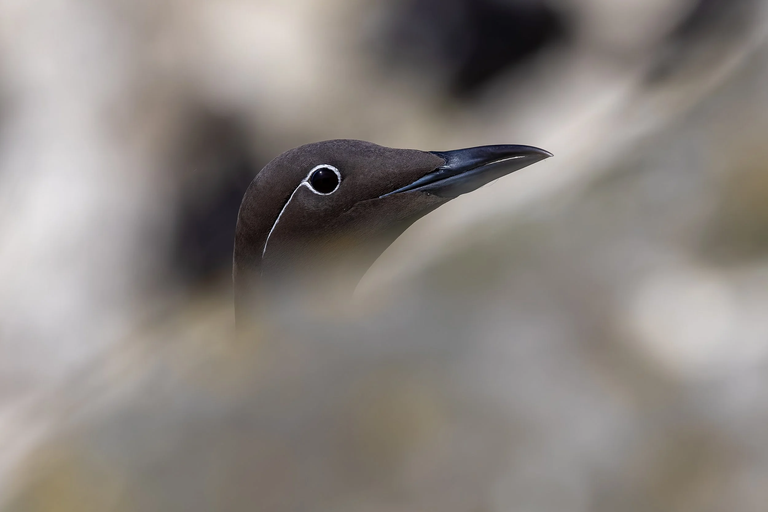 Lunga - Treshnish Isles - 16th May 2025.jpg