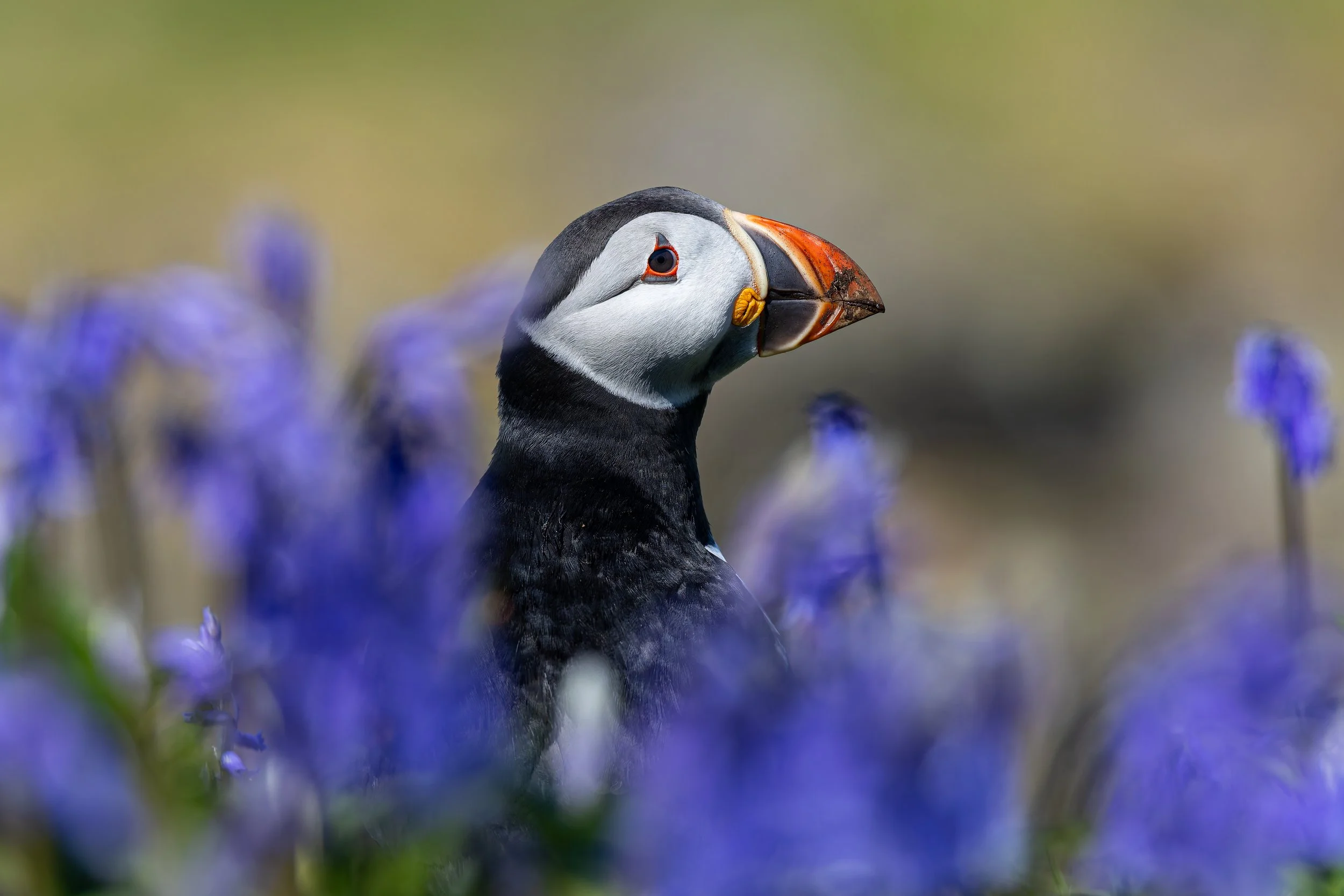 A puffin with colorful beak among purple flowers and blurred background.