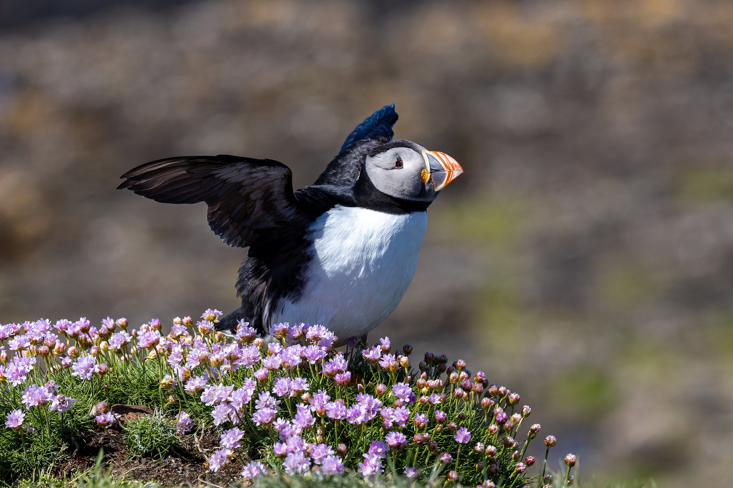 Lunga - Treshnish Isles - Mull-2.jpg