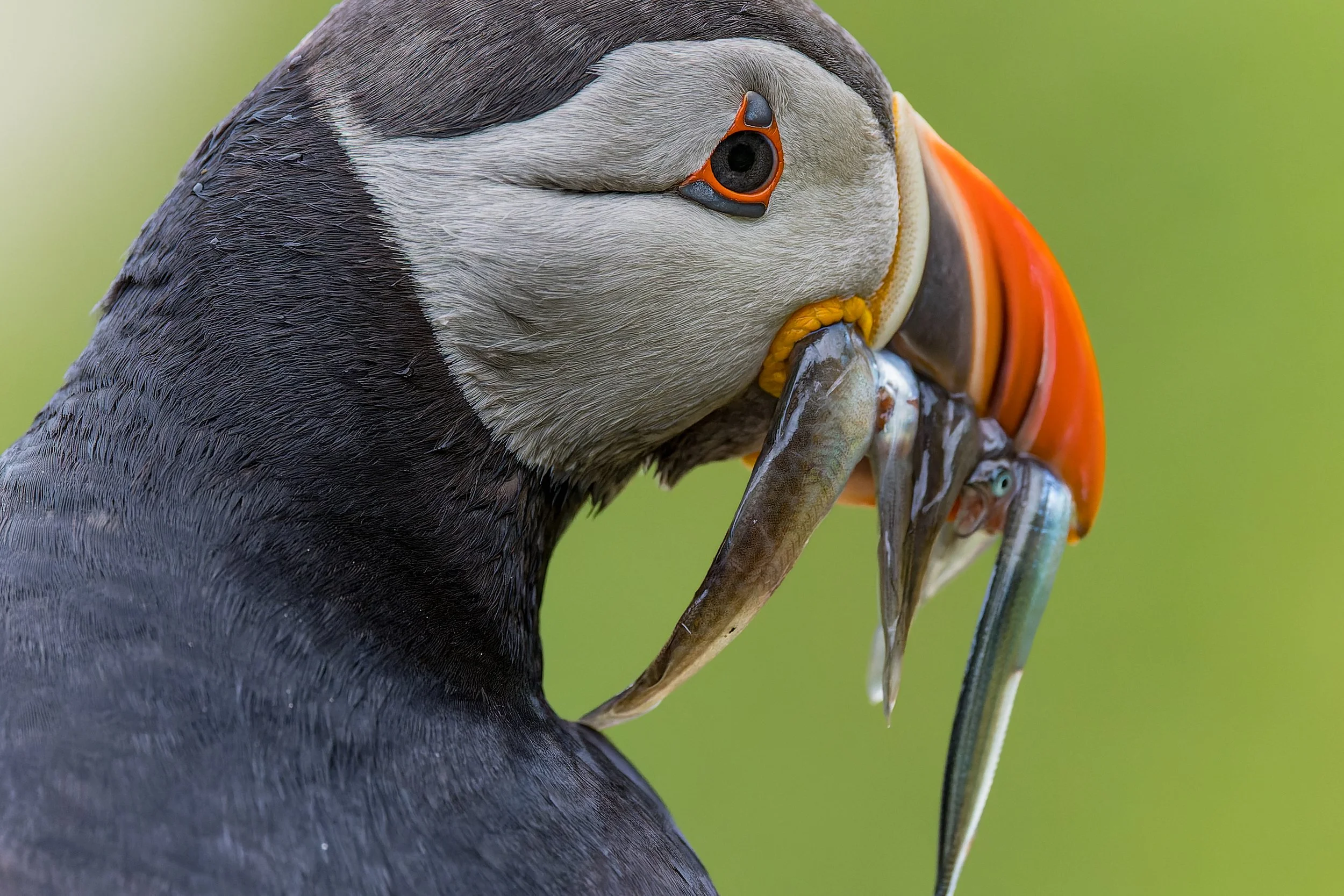 Close-up of a puffin with a fish in its beak, showing detailed feathers and colorful beak against a green background.