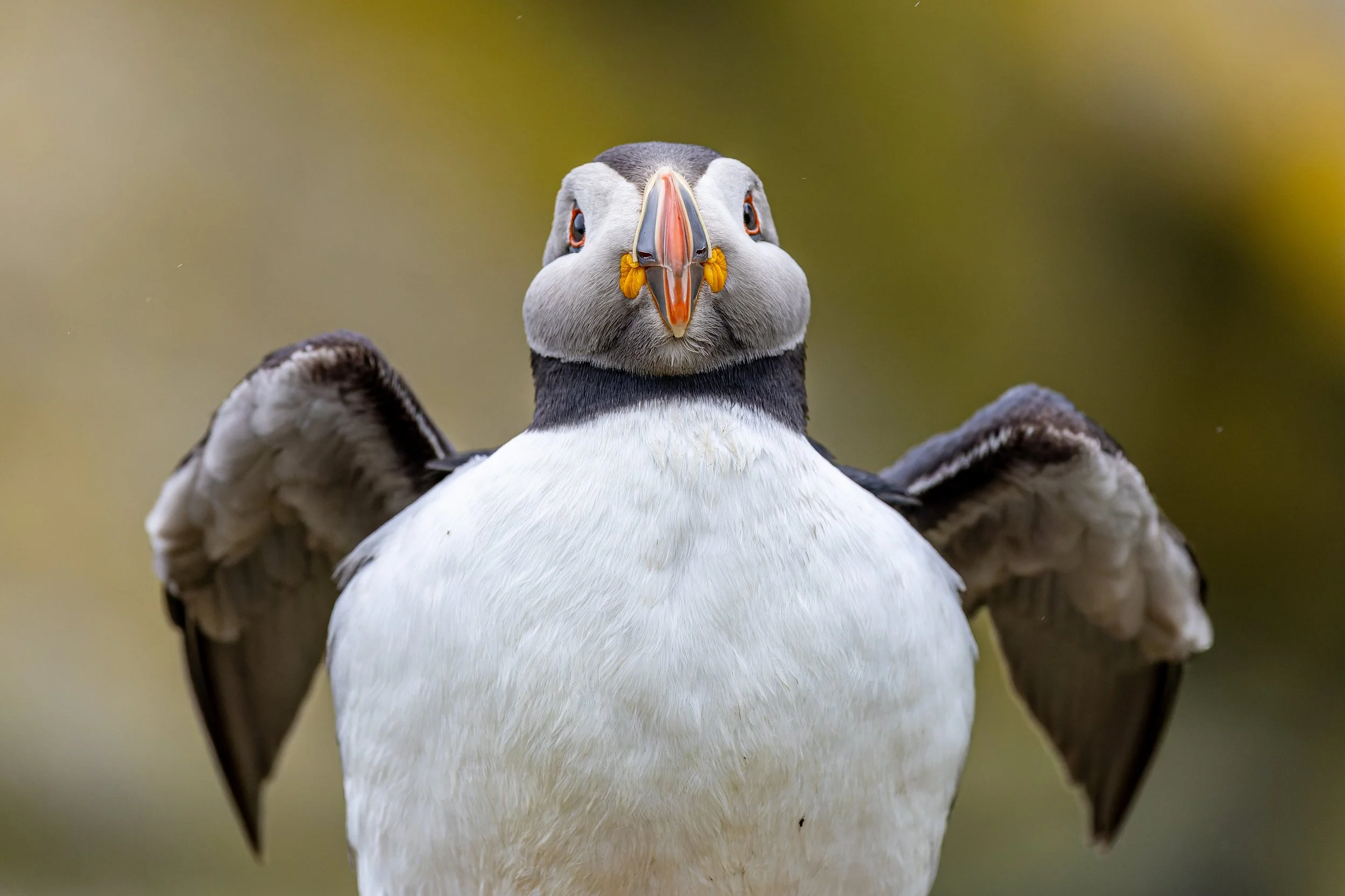 Close-up of a puffin with wings spread, facing forward with its beak slightly open, set against a blurred background.