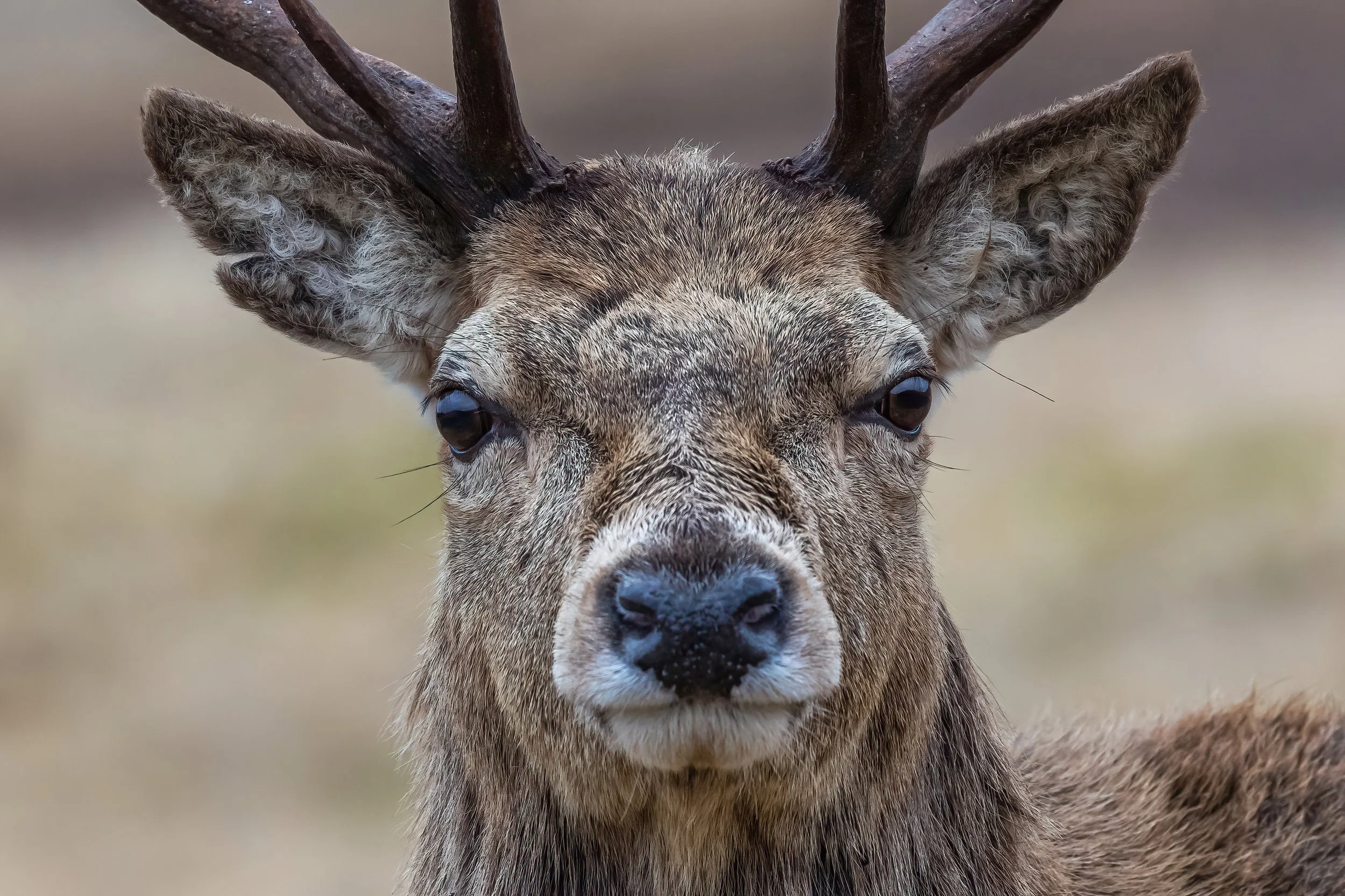 Close-up of a deer with antlers in a natural outdoor setting.