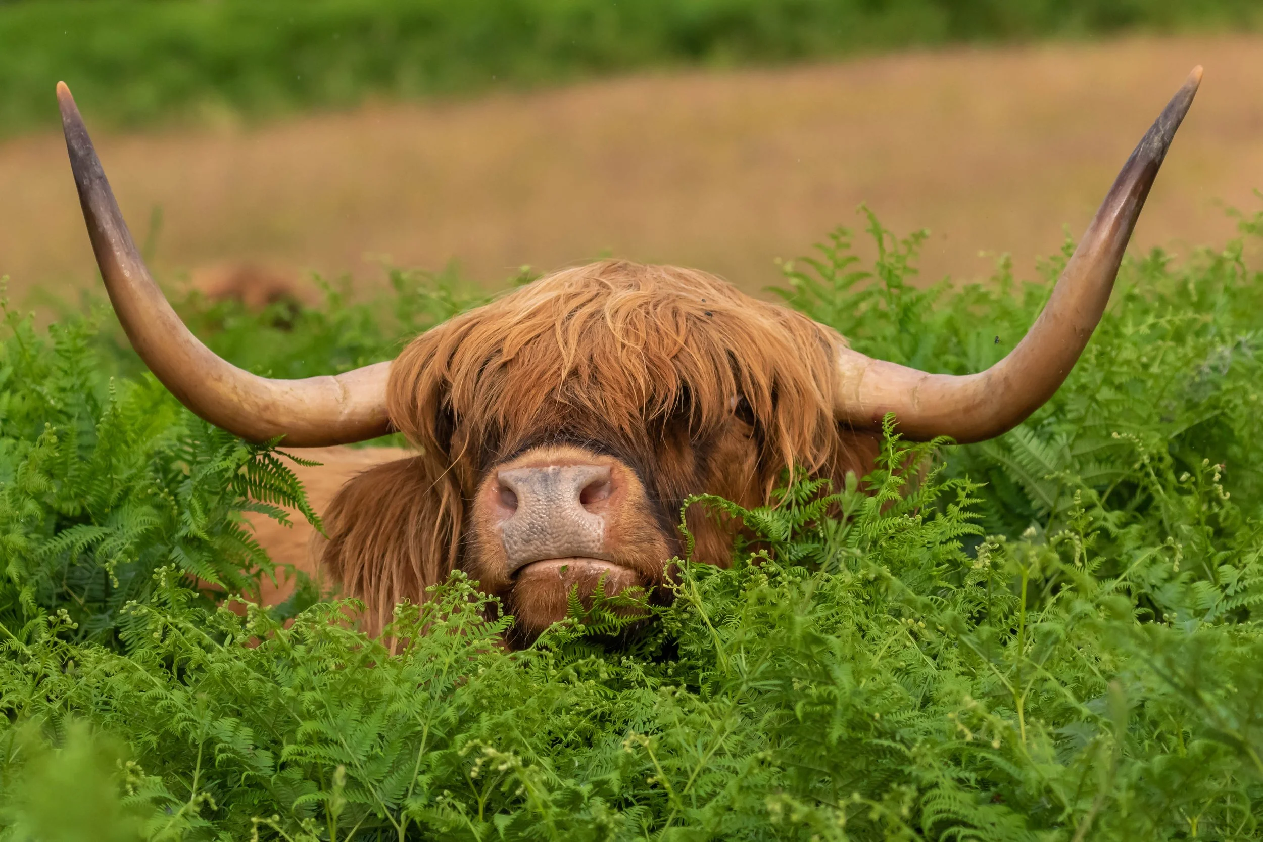 Highland Cows