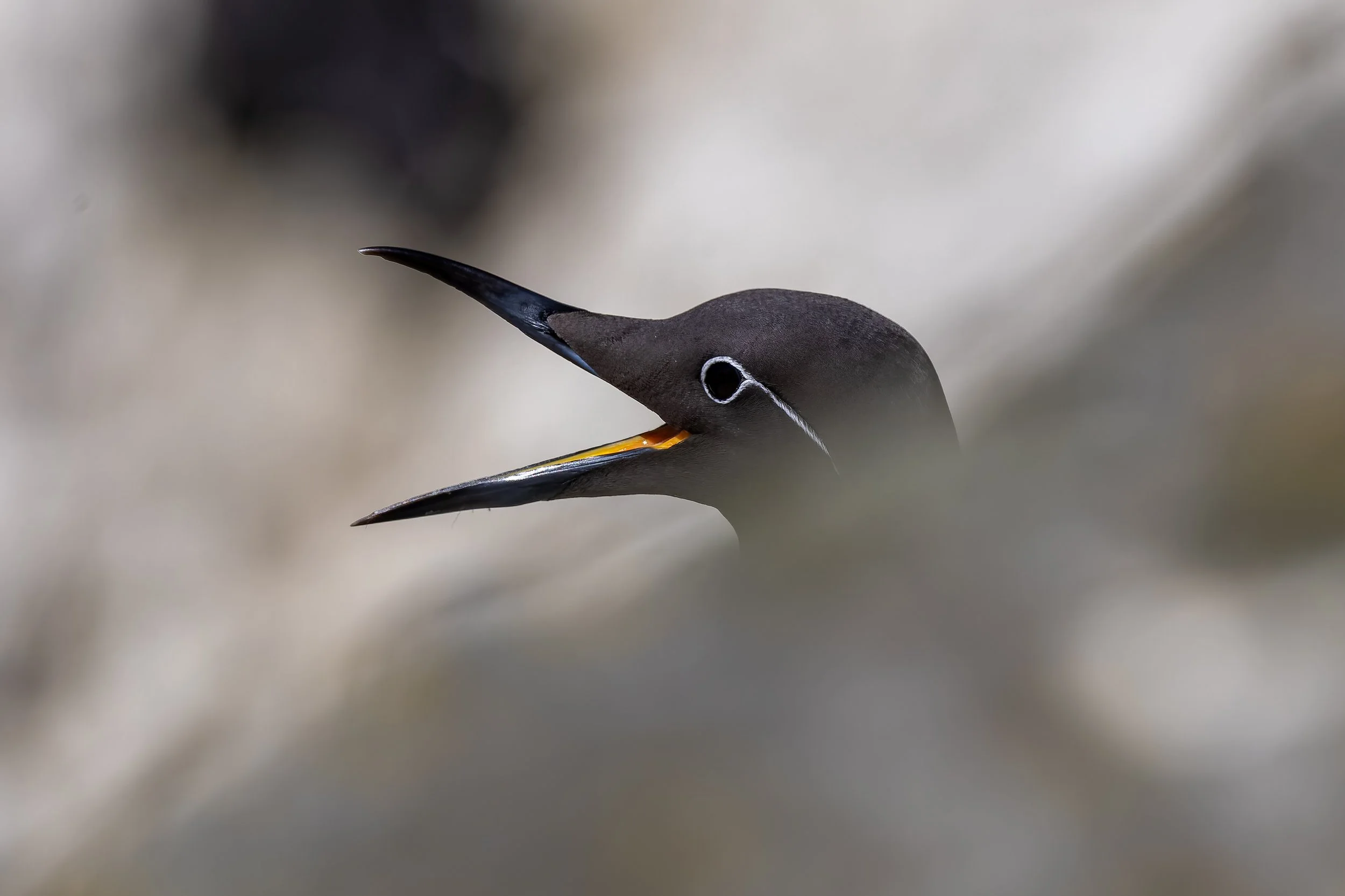 Lunga - Treshnish Isles - 16th May 2025-2.jpg