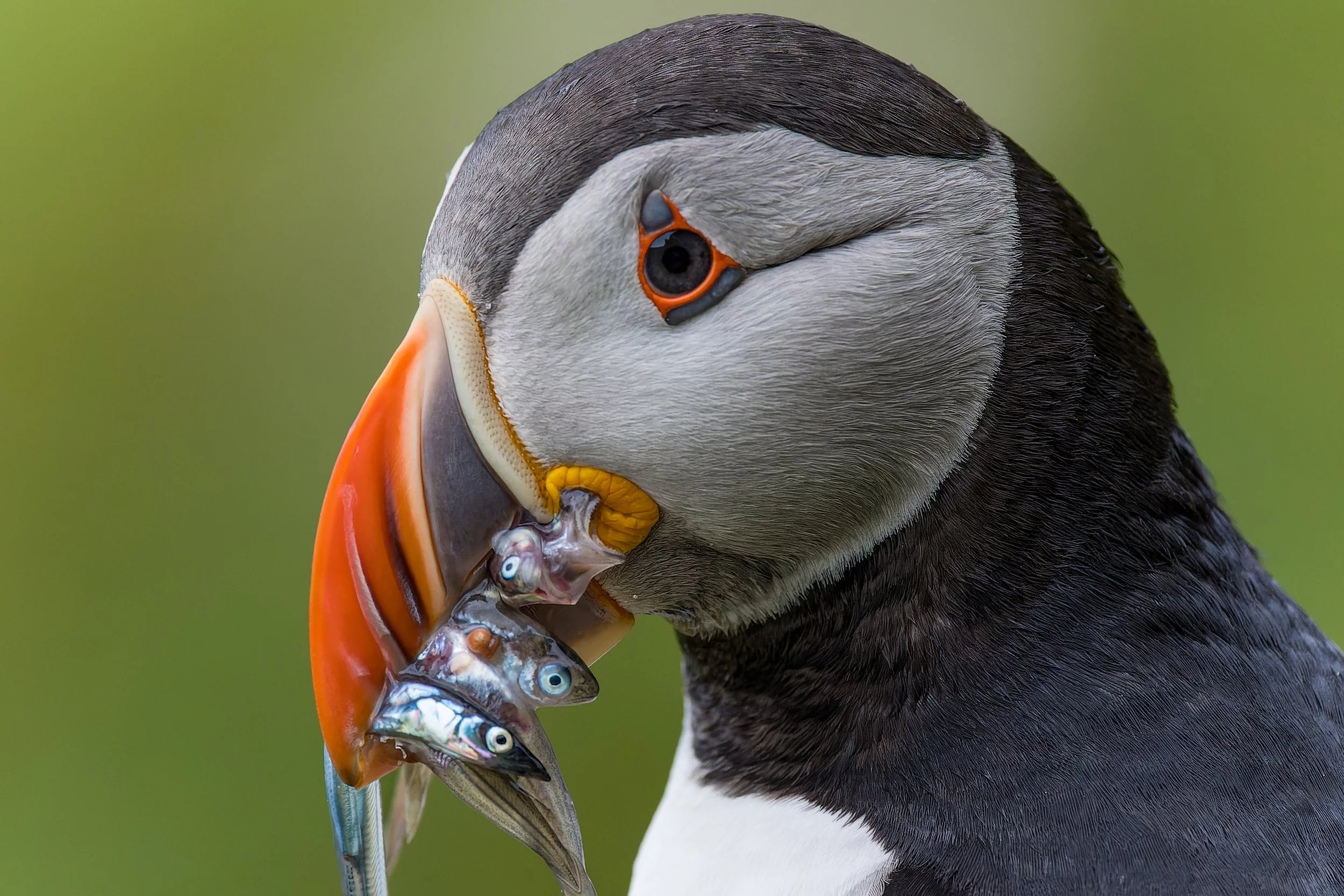 Close-up of an adult puffin holding small fish in its beak