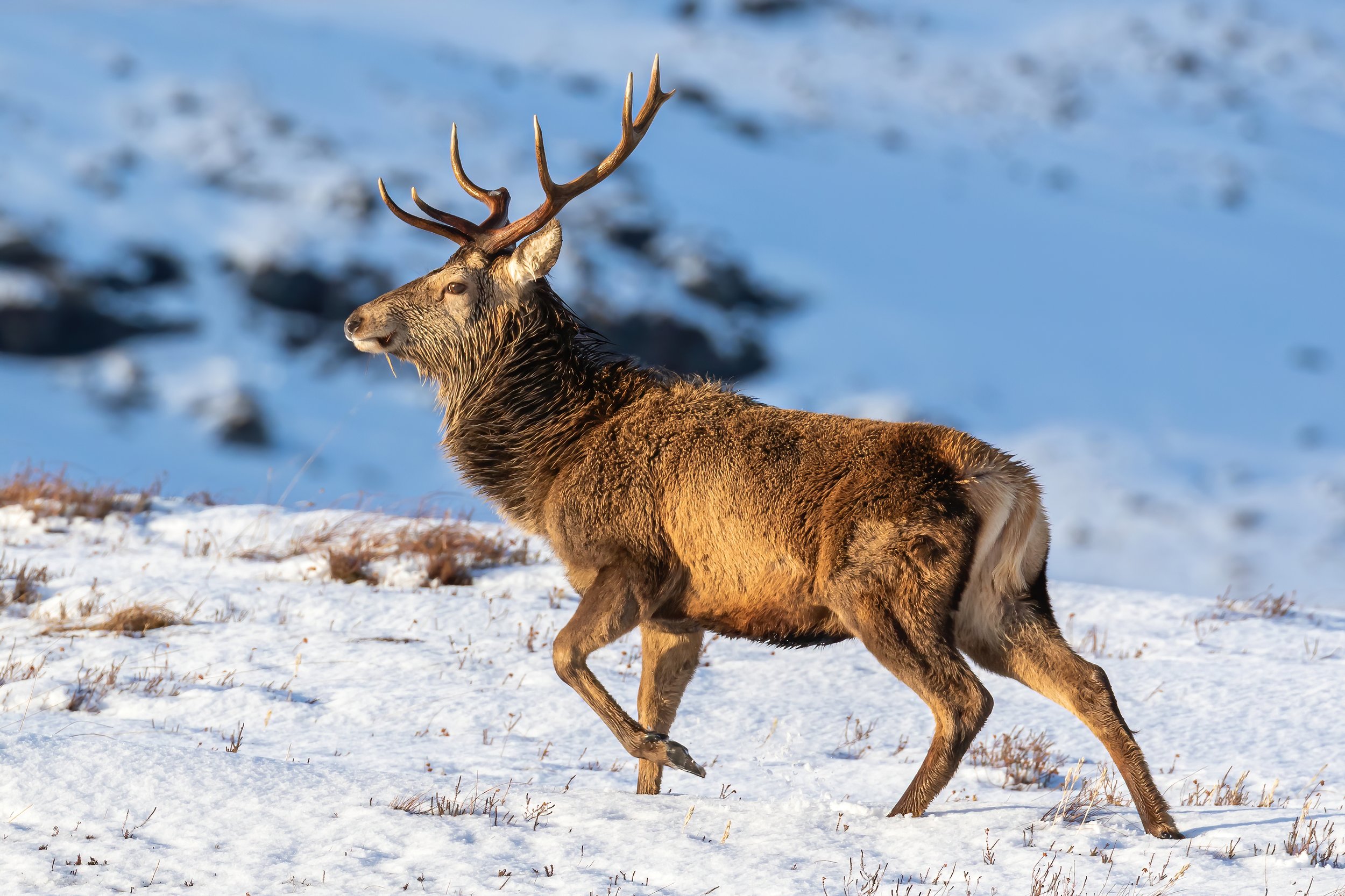 A brown elk with antlers standing on snow-covered ground in a winter landscape.