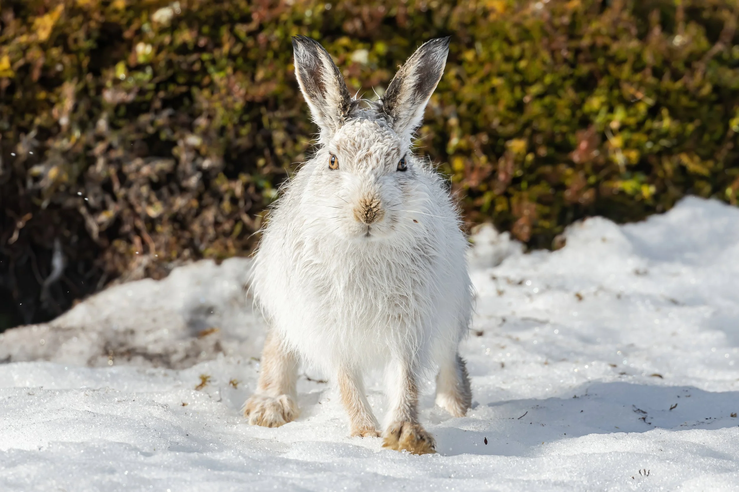 A white snow hare with long ears standing on snow with a blurred background of bushes.