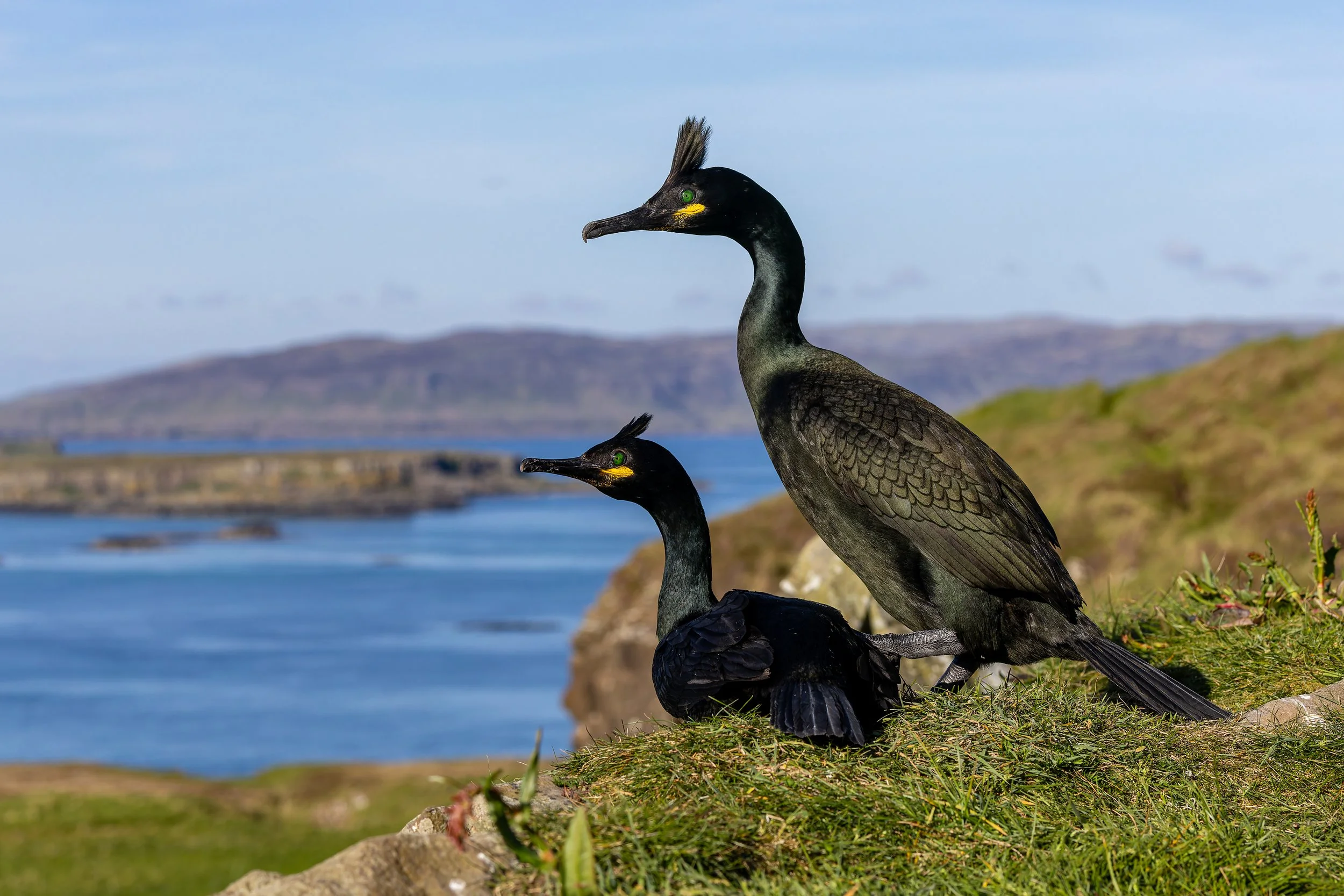 Lunga - Treshnish Isles - Mull-44.jpg