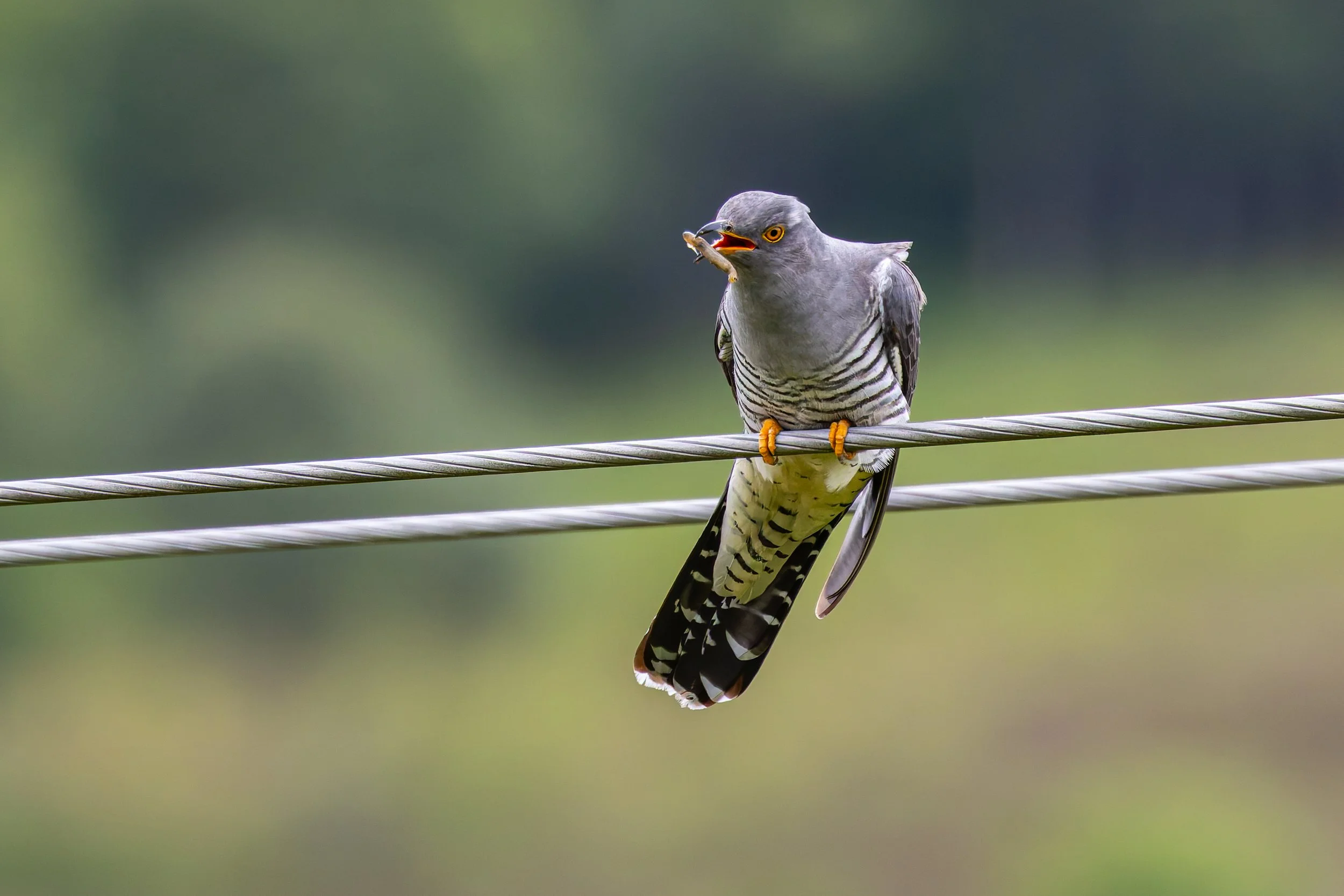 A bird perched on a wire with a small creature in its beak.