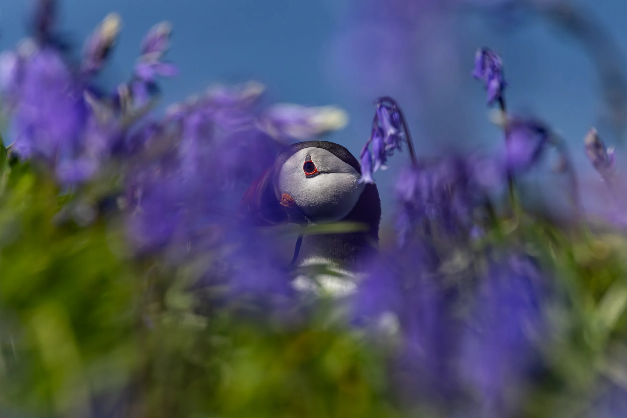 Lunga - Treshnish Isles - Mull-12.jpg