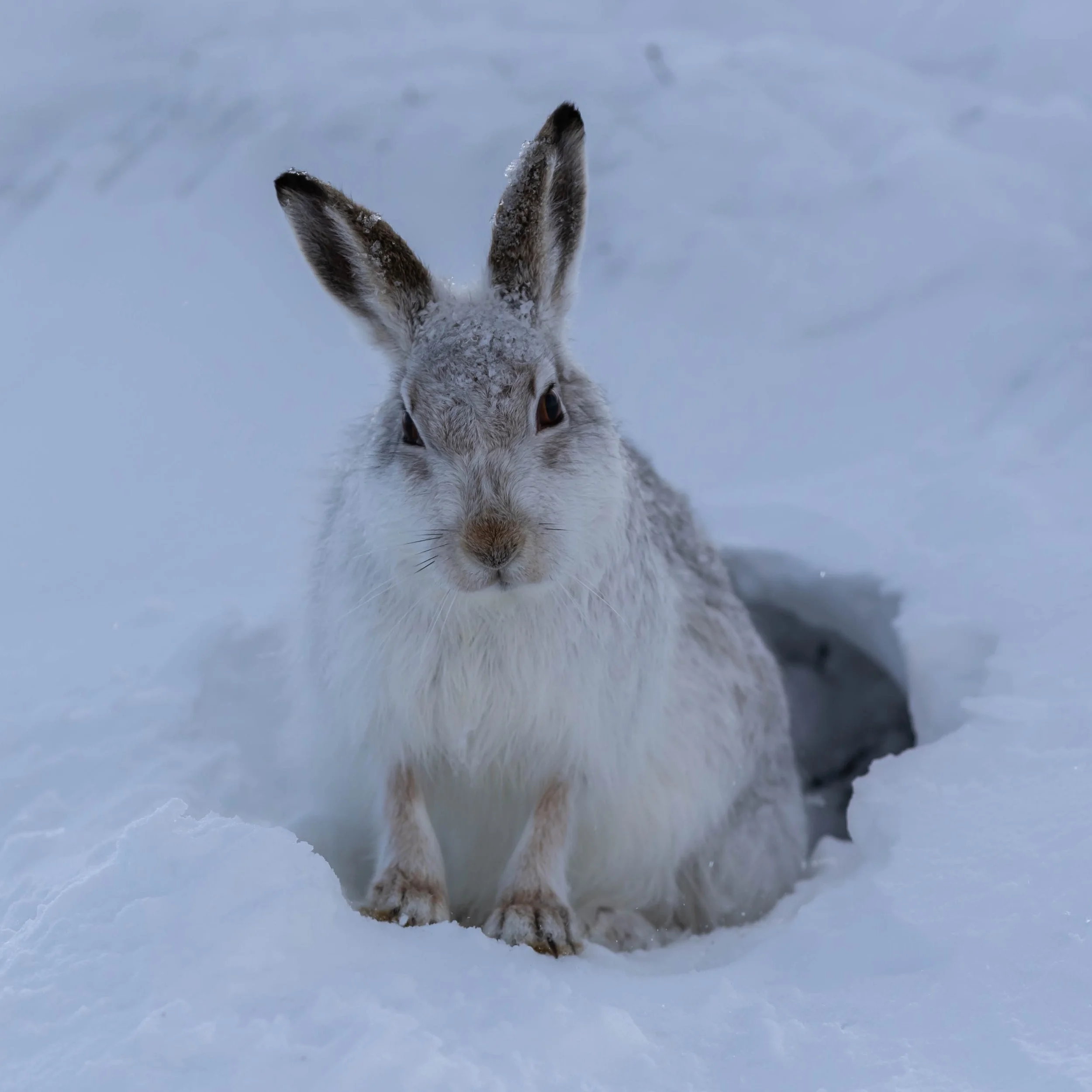 A rabbit sitting in the snow near its burrow with snow on its fur and large ears standing upright.