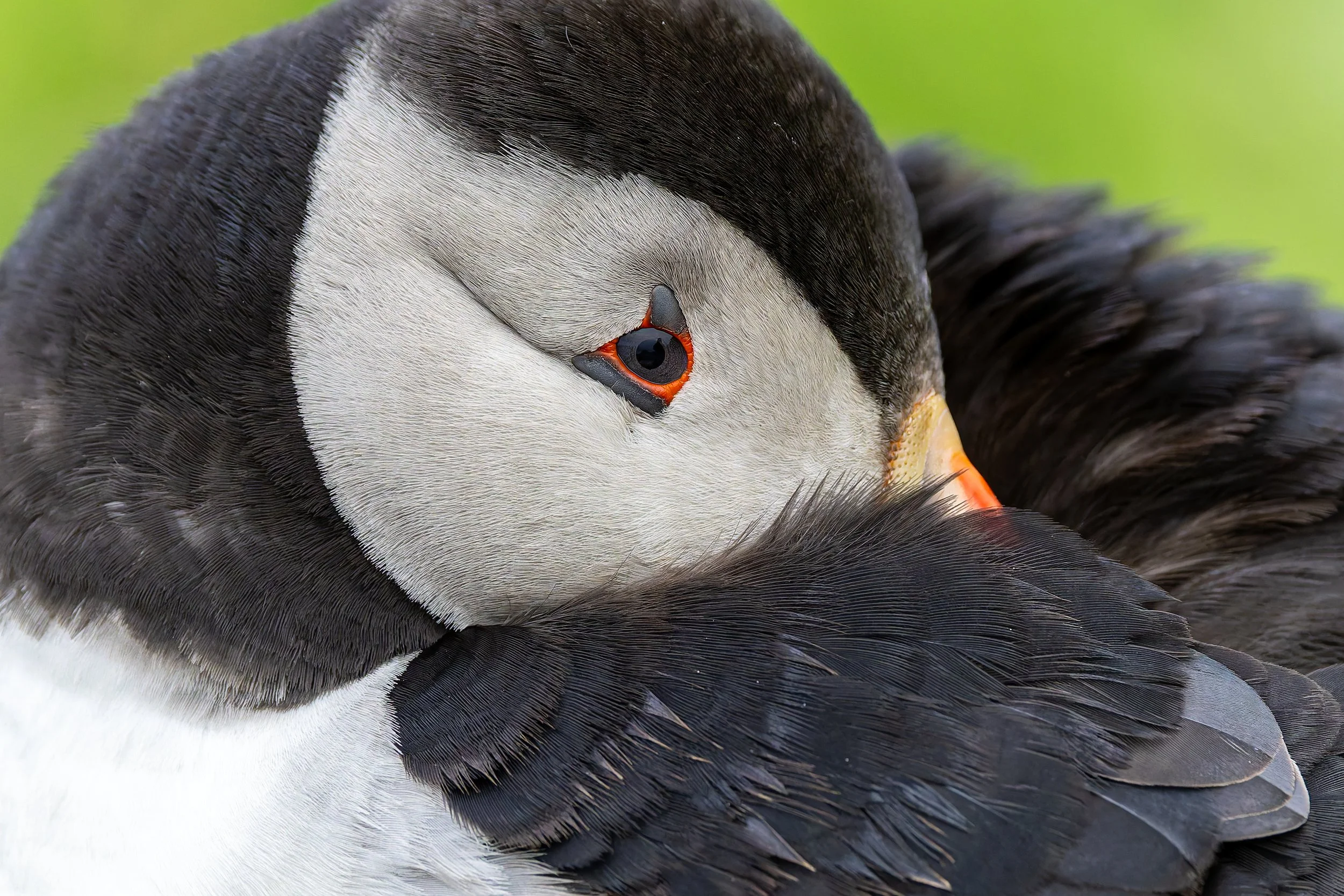 Close-up of a puffin resting its head on its body, showing detailed feather textures and vibrant eye with orange markings.