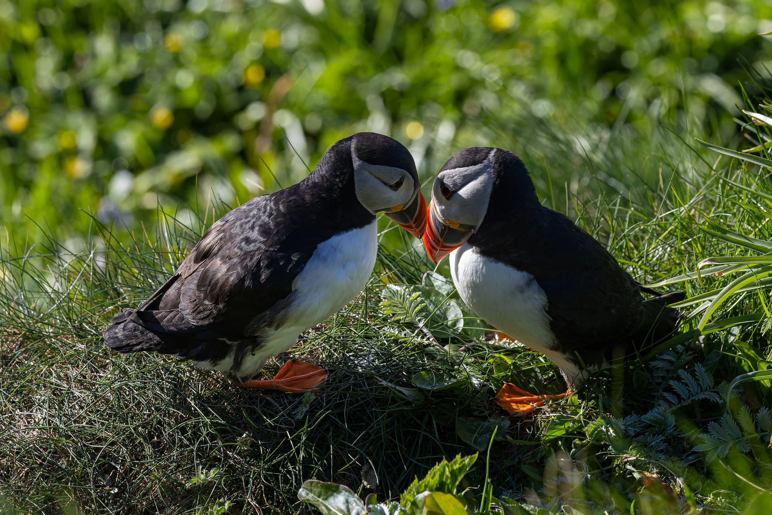 Two puffins standing on grass, touching beaks, with green foliage in the background.