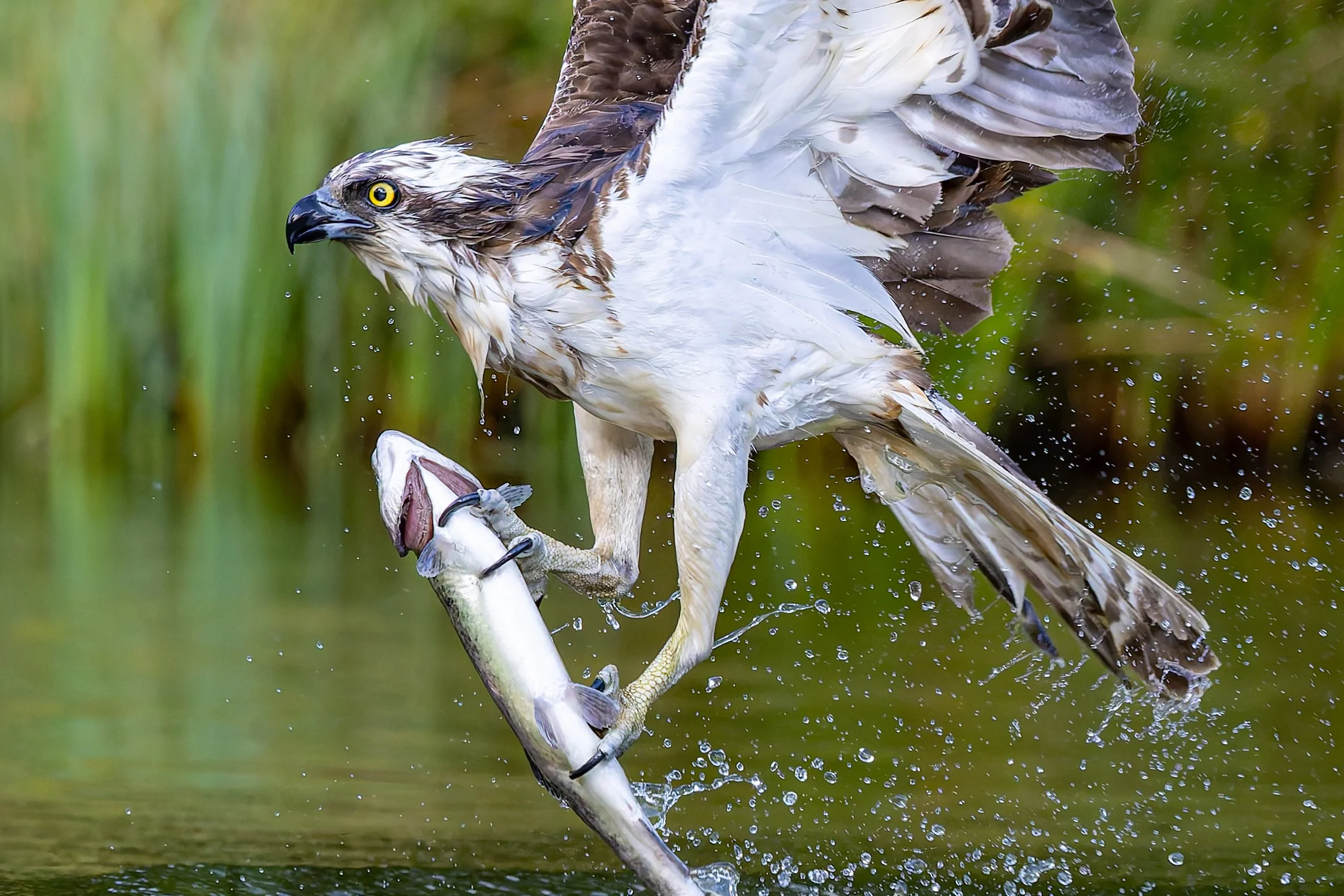 Raptors