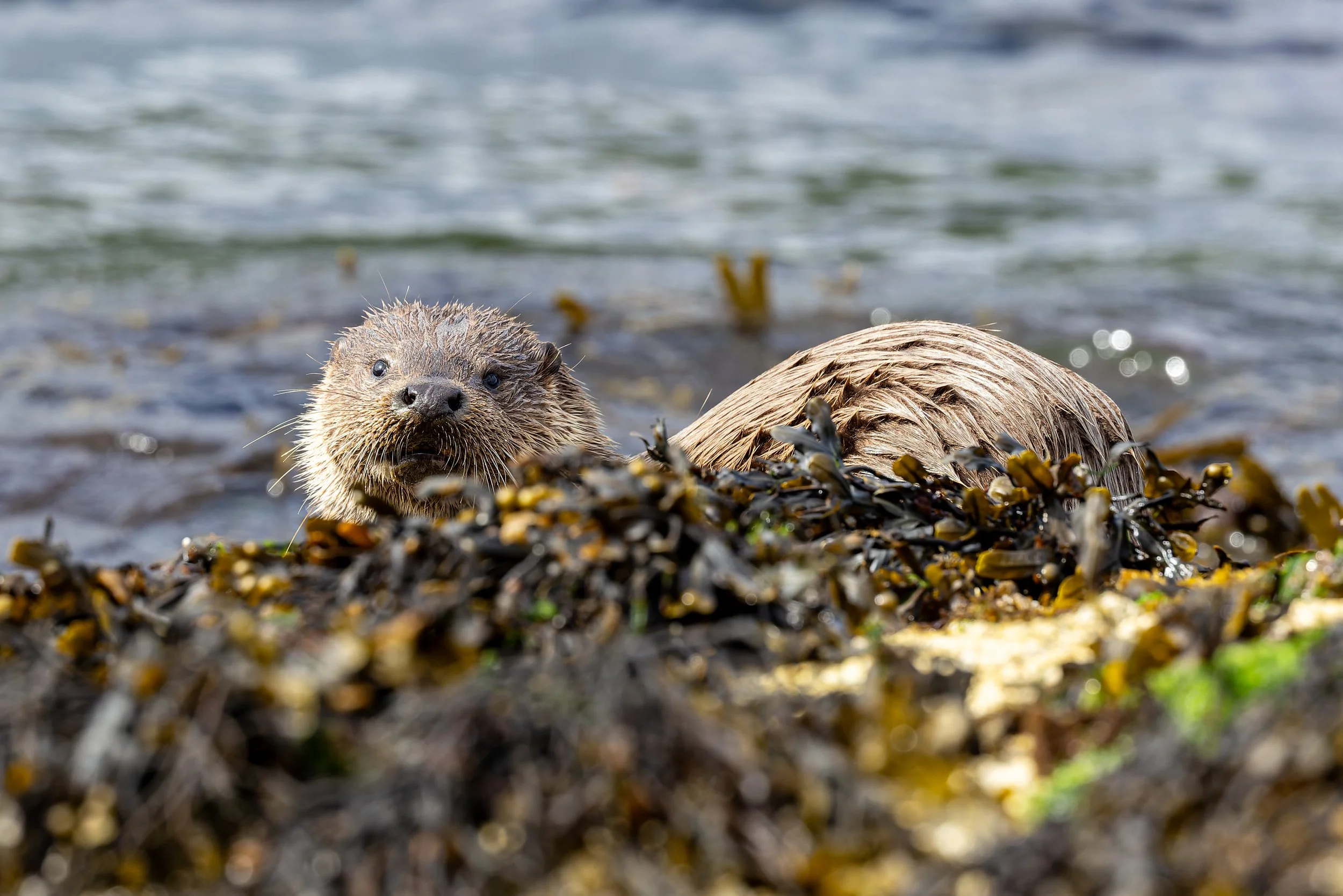 1X5A4808-CR3_DxO_DeepPRIME.jpg