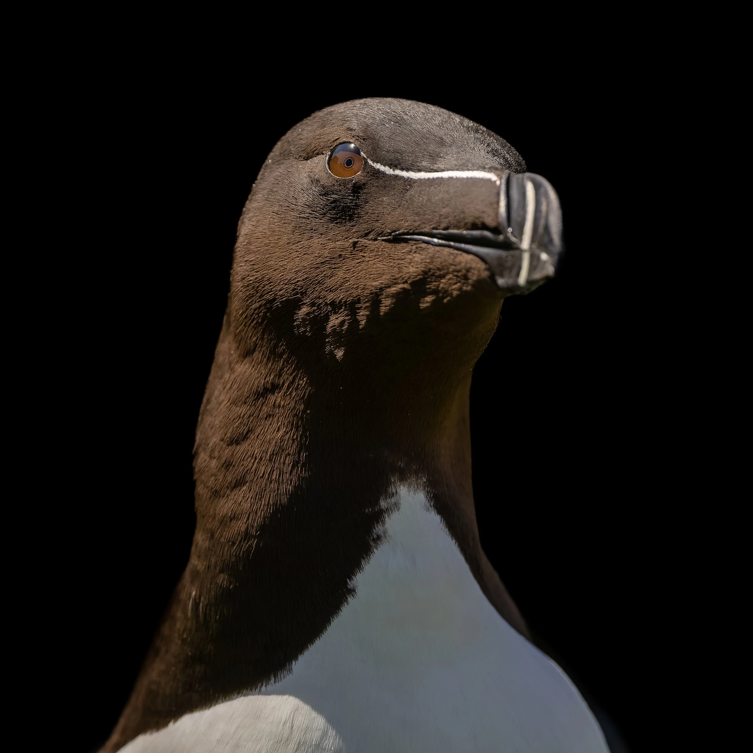 1X5A5190-DxO_DeepPRIME XD3.jpg