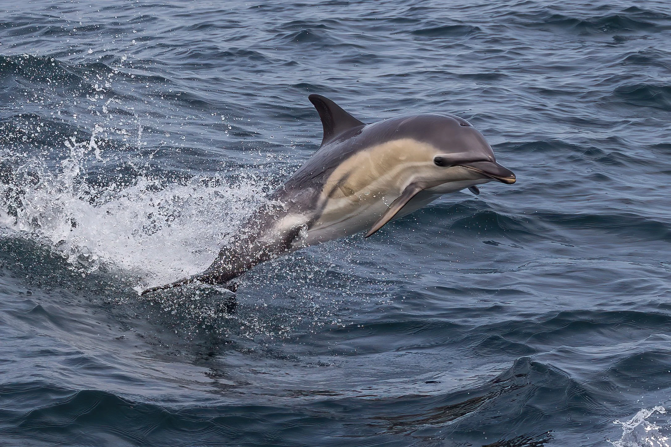 A dolphin jumping out of the water, creating a splash, in the ocean.