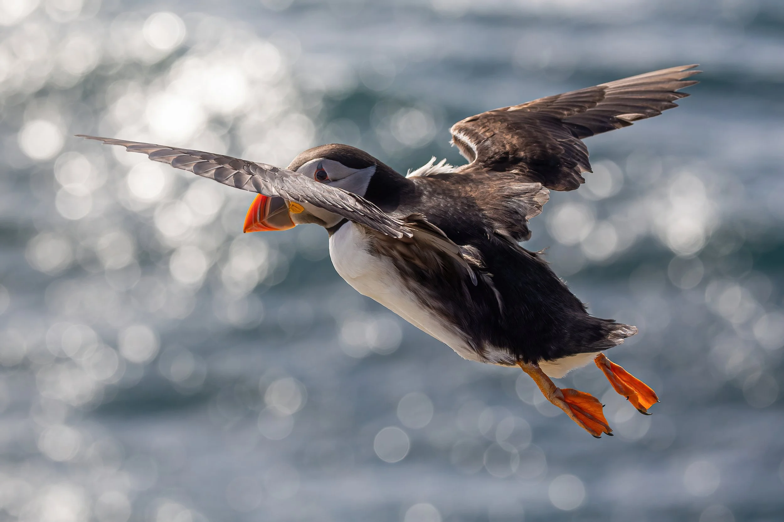 A flying puffin bird over water with a blurred background of sunlight reflecting on the surface.