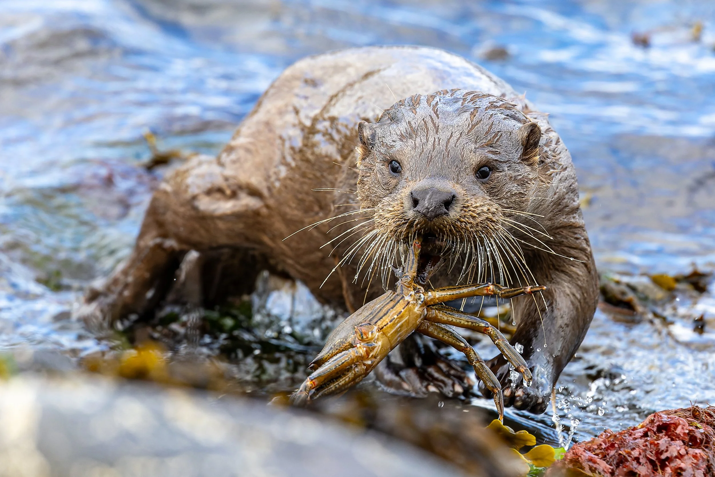 A baby otter on rocks in water holding a crab in its mouth.