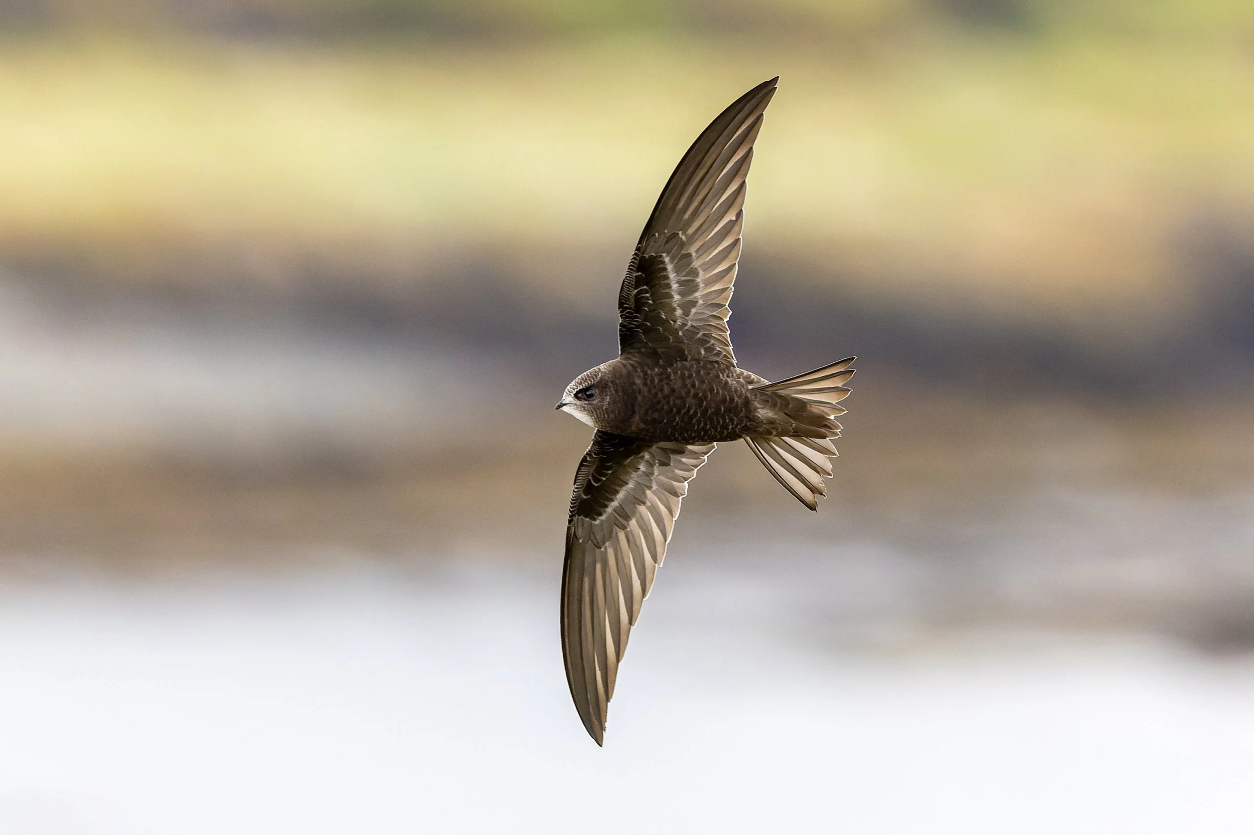 A brown bird flying mid-air against a blurred background.