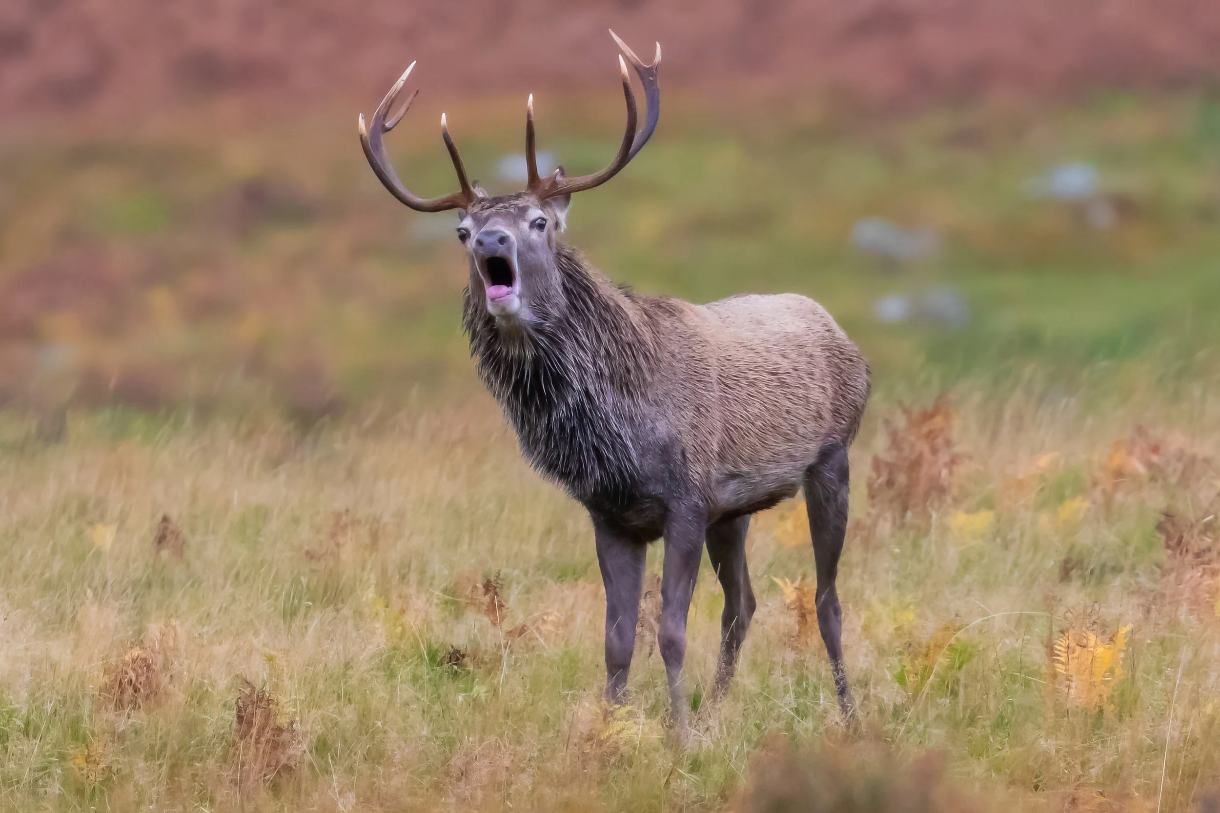 A roaring elk in a grassy field with autumn foliage in the background.