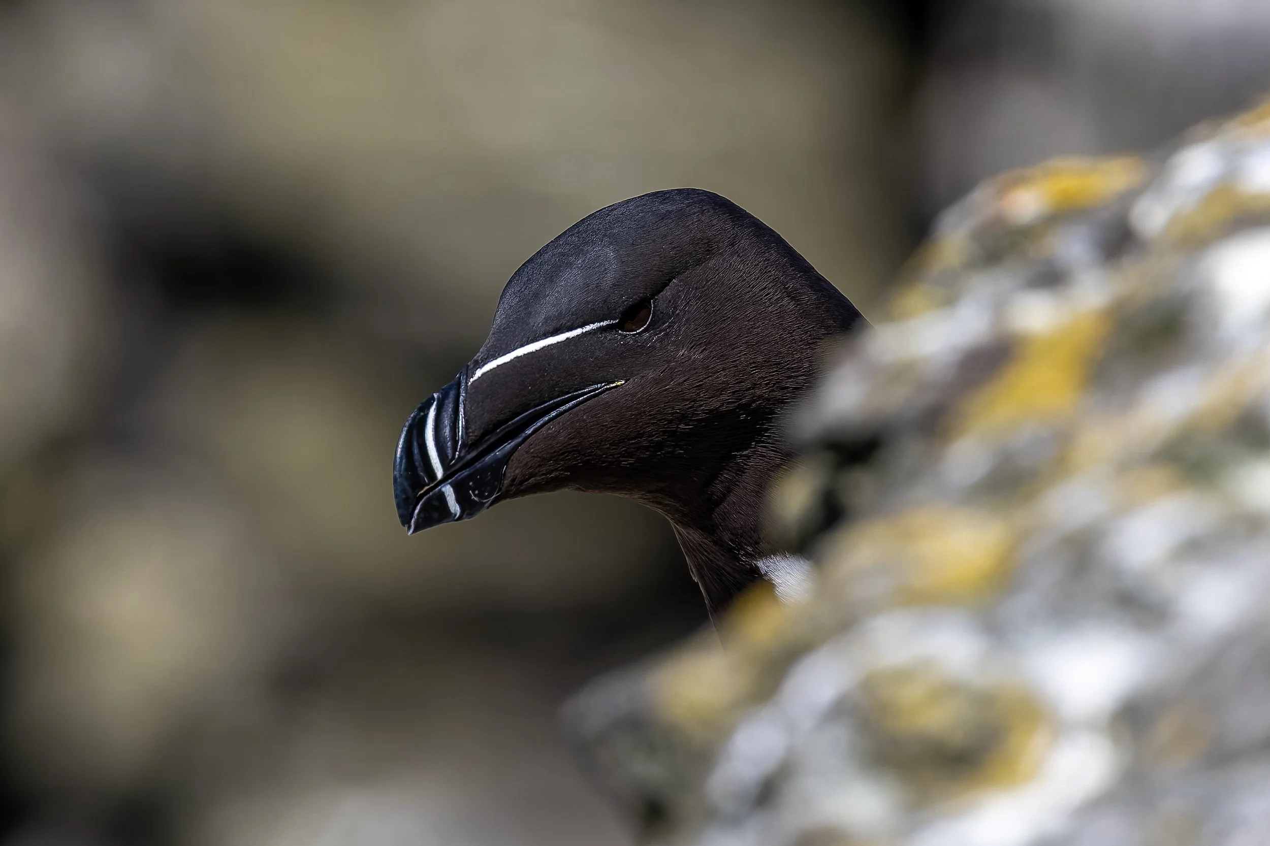 Lunga - Treshnish Isles - 16th May 2025-6.jpg