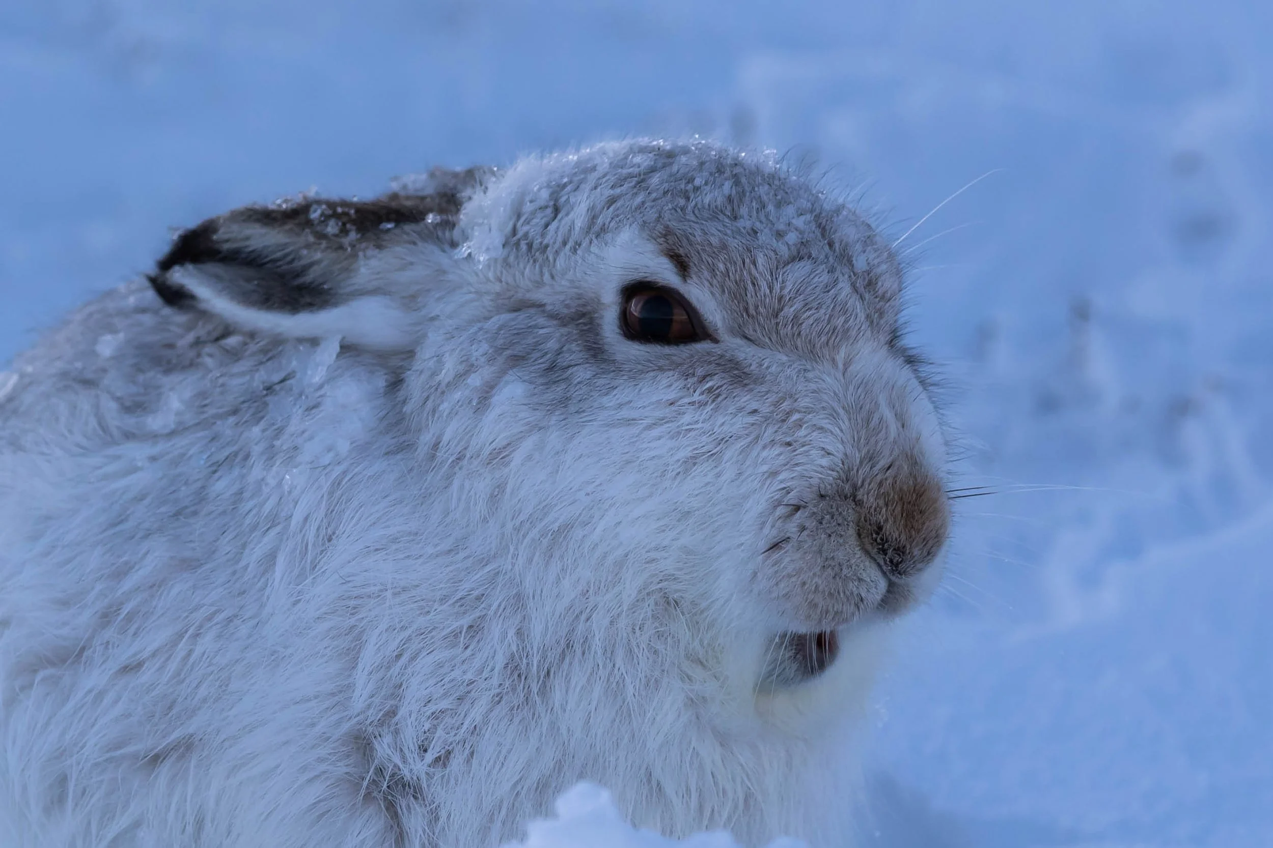 A close-up of a mountain goat in the snow.