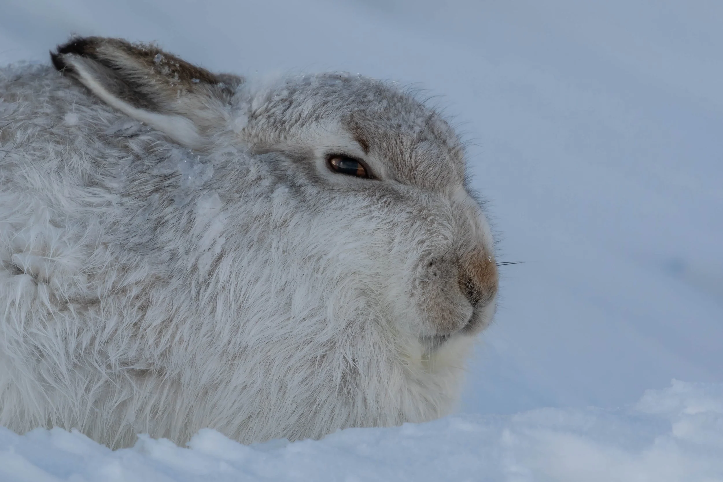 Hares