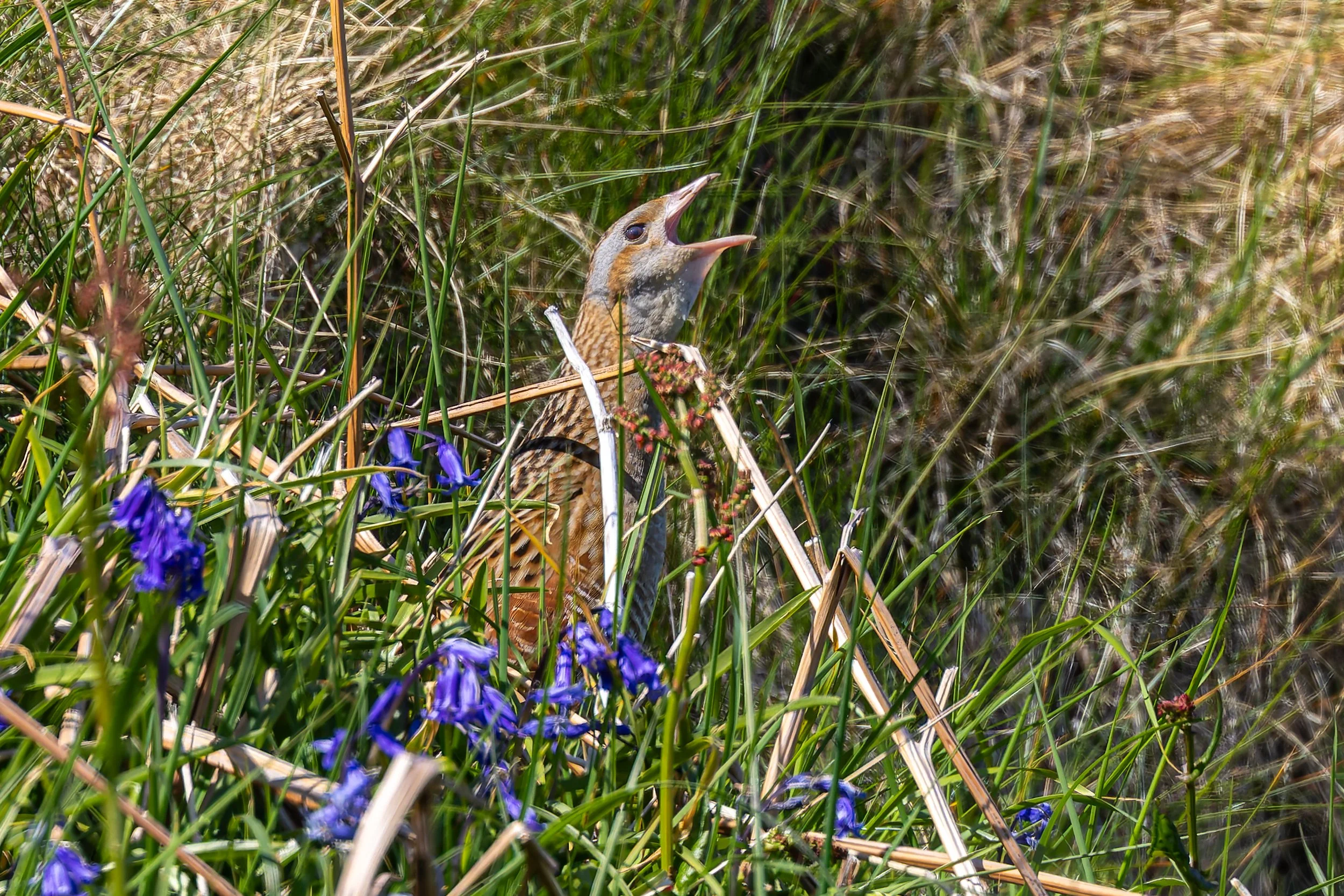 A brown bird with its beak open, perched among green grass and purple flowers in a natural habitat.
