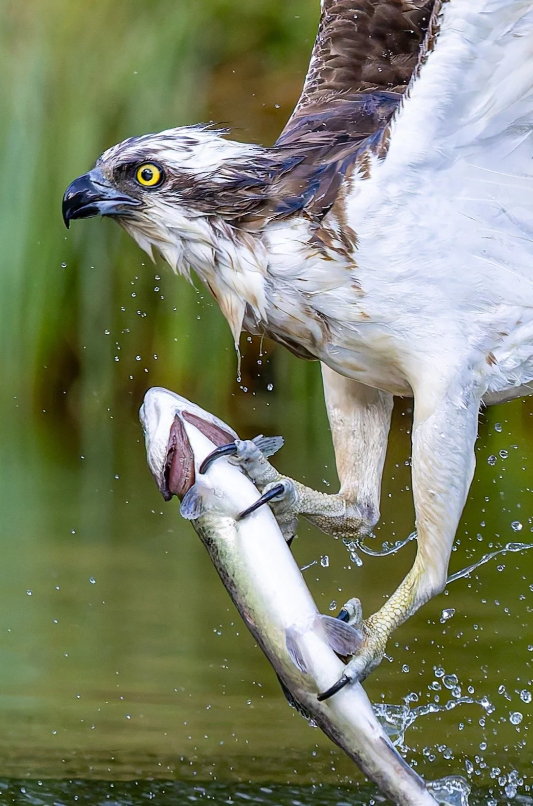 20250807-1X5A6527-011 - Website Crop.JPG