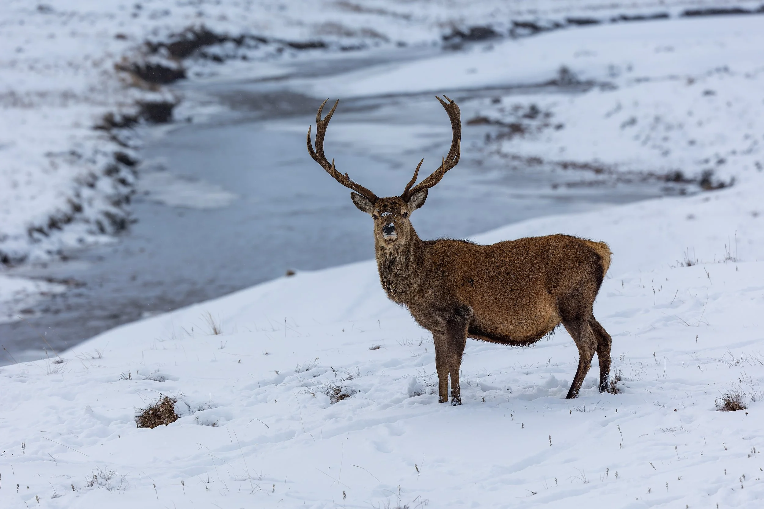 A majestic brown deer with large antlers standing in a snowy landscape near a partially frozen stream.