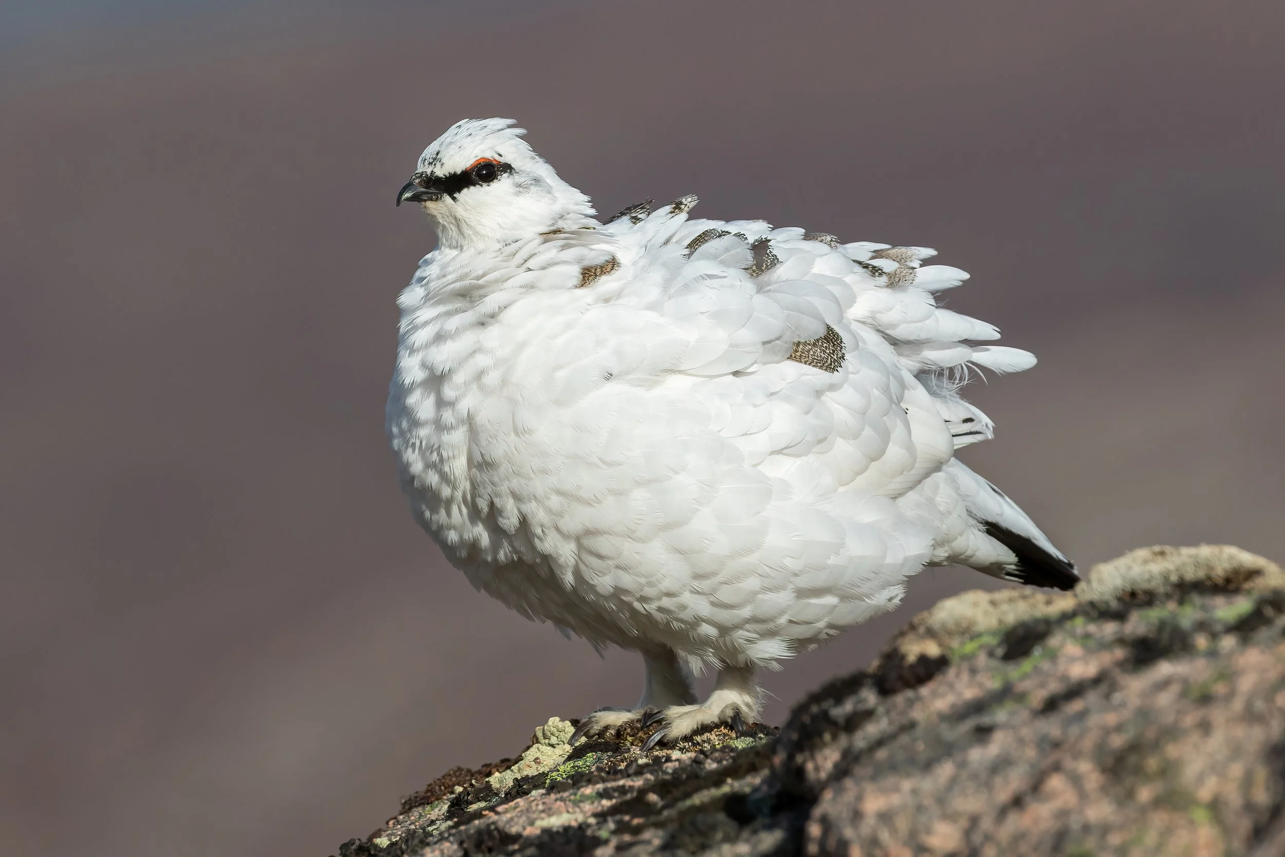 Ptarmigan