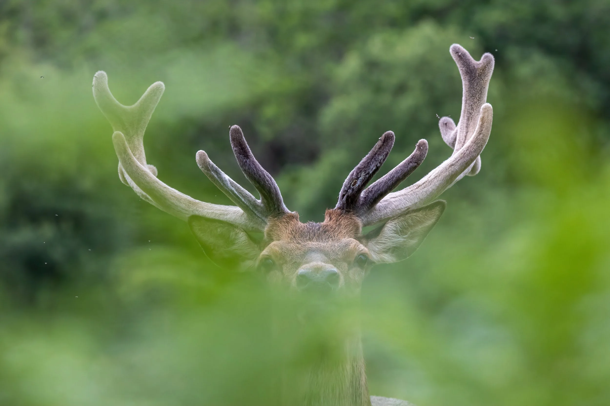 A deer with large antlers peeking through green foliage.