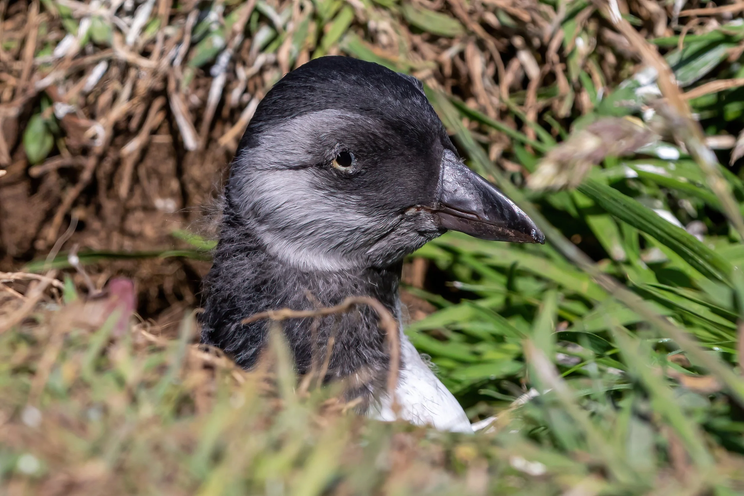 Young penguin peeking out of a nest among grass and soil.