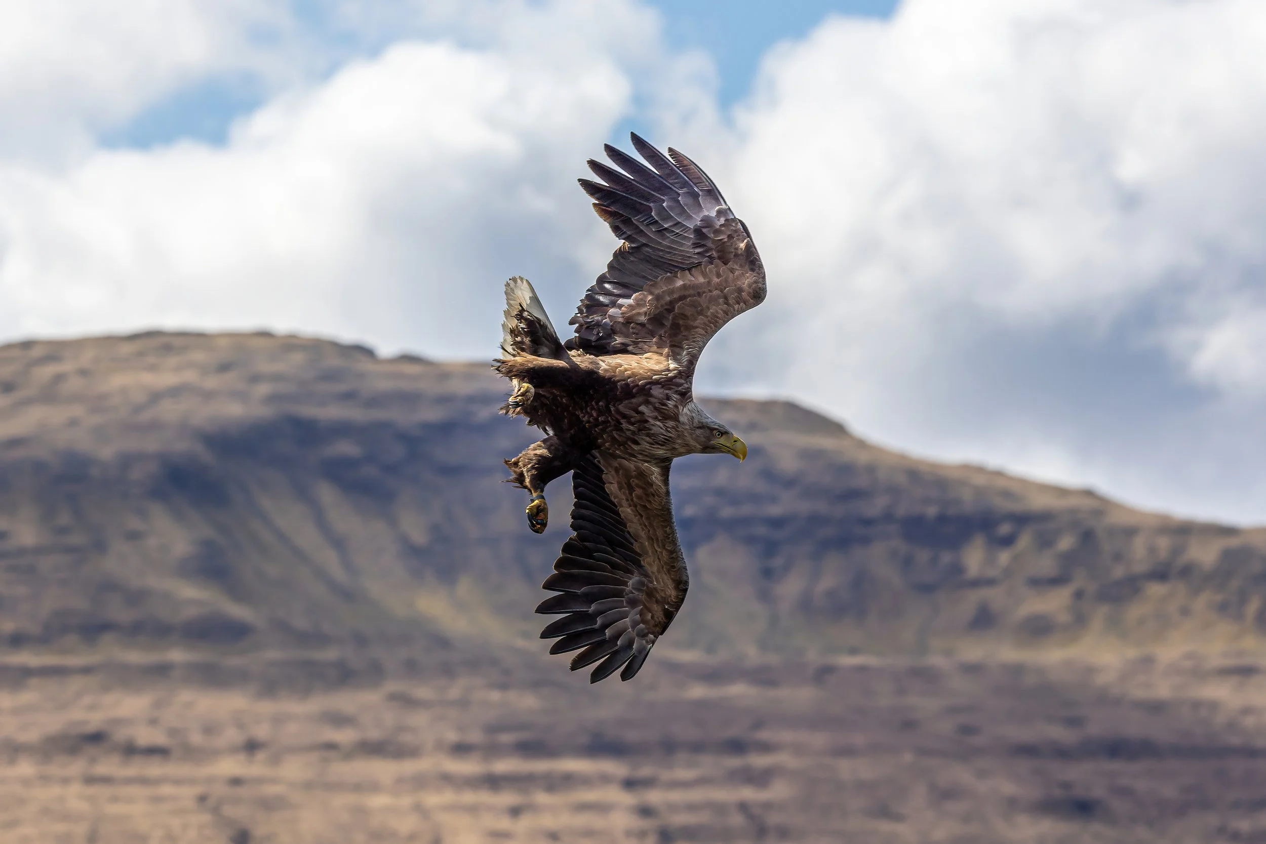 A large bird of prey, possibly an eagle, in flight with mountains and cloudy sky in the background.