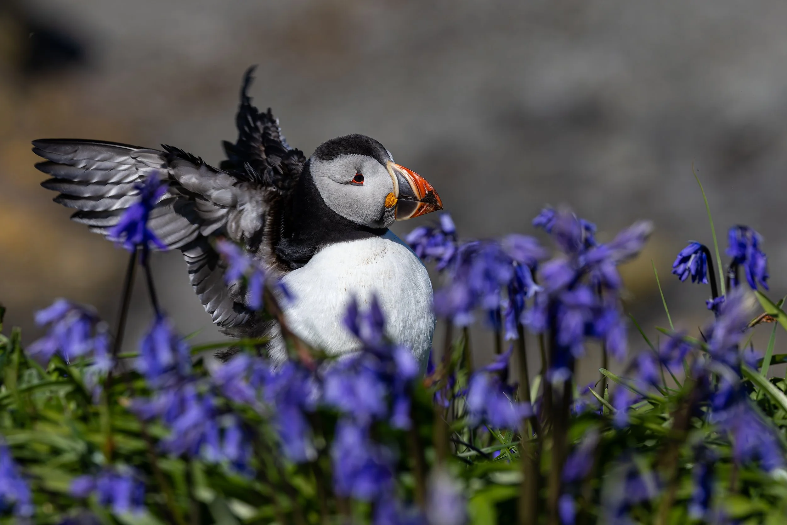 Lunga - Treshnish Isles - Mull-7.jpg