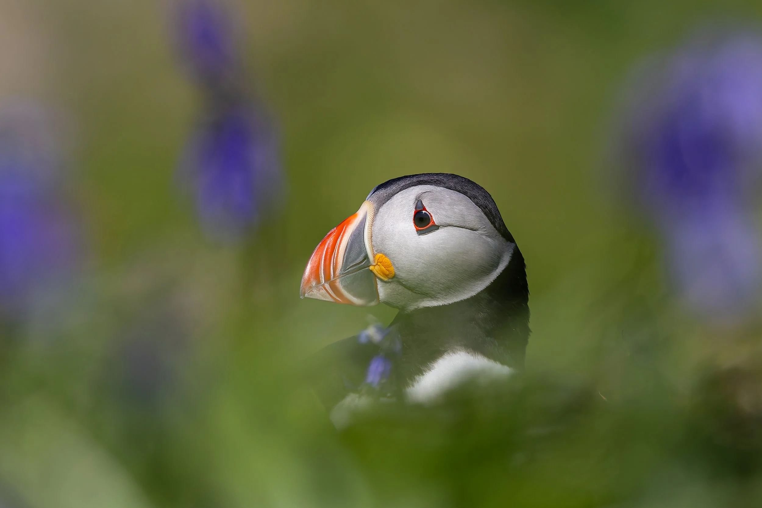 Lunga - Treshnish Isles - Mull-8.jpg