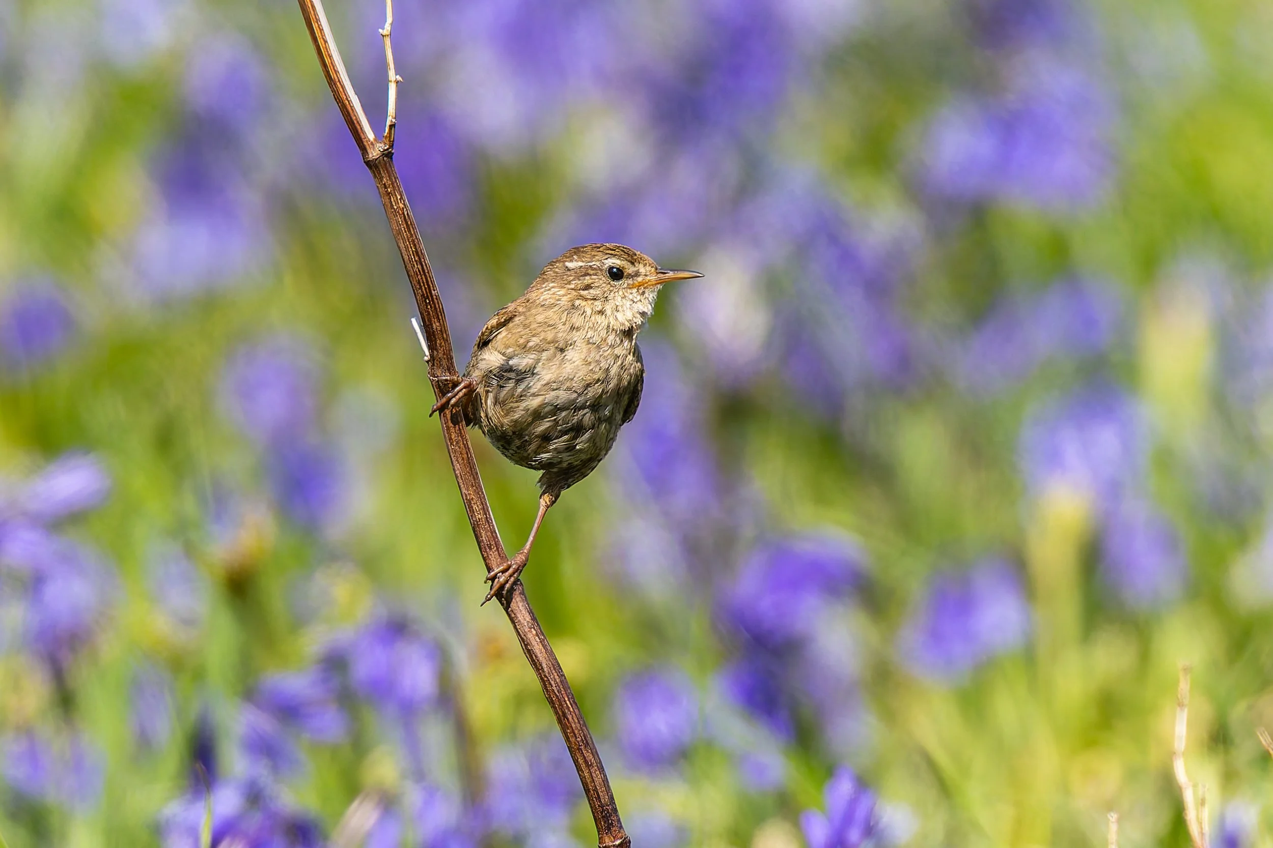 Wren - Lunga - Treshnish Isles - 10th May 2025-3.jpg