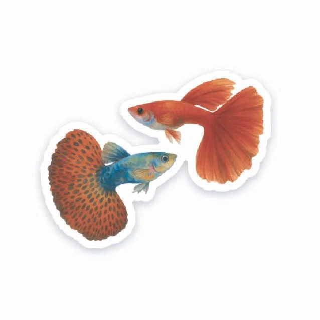 Guppy Pair