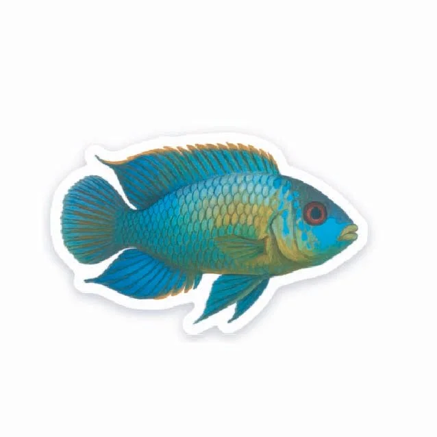 Electric Blue Acara