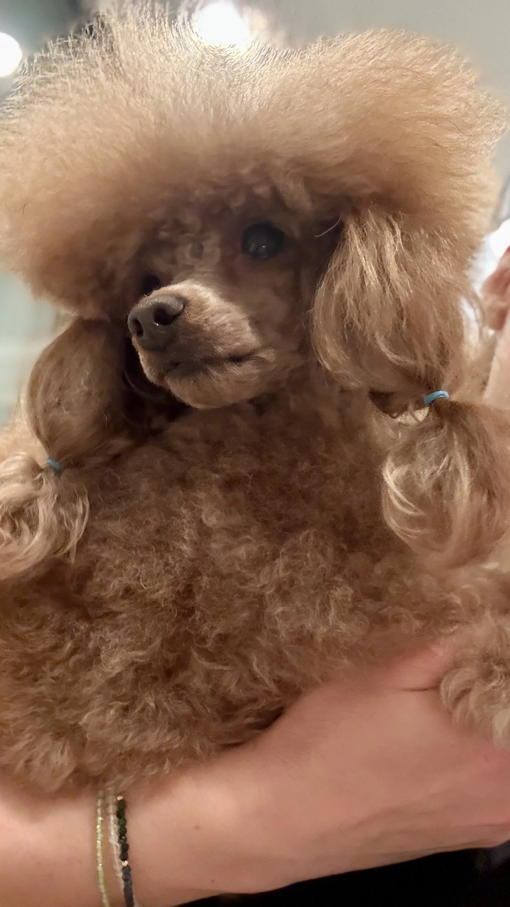 A small poodle dog with brown curly fur and pigtails with blue hair ties being held in someone's hand.