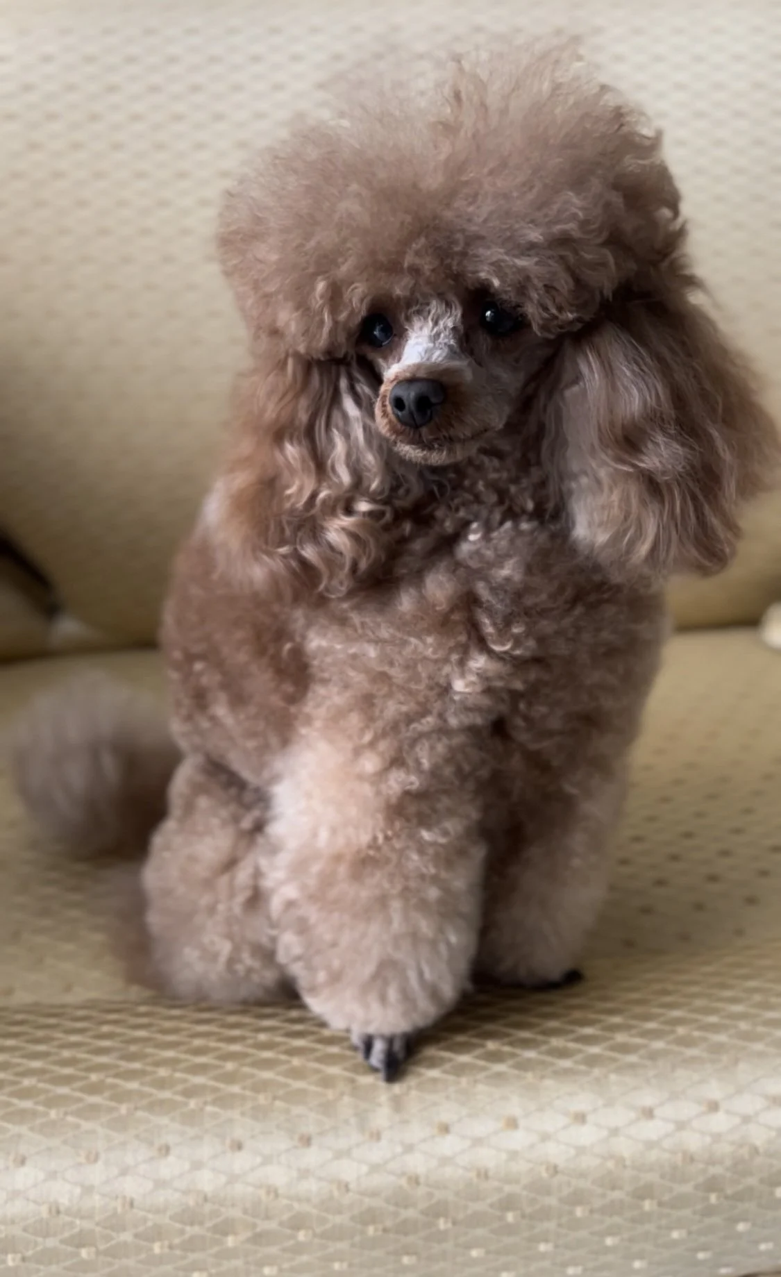 A small brown poodle with curly fur sitting on a beige textured couch.