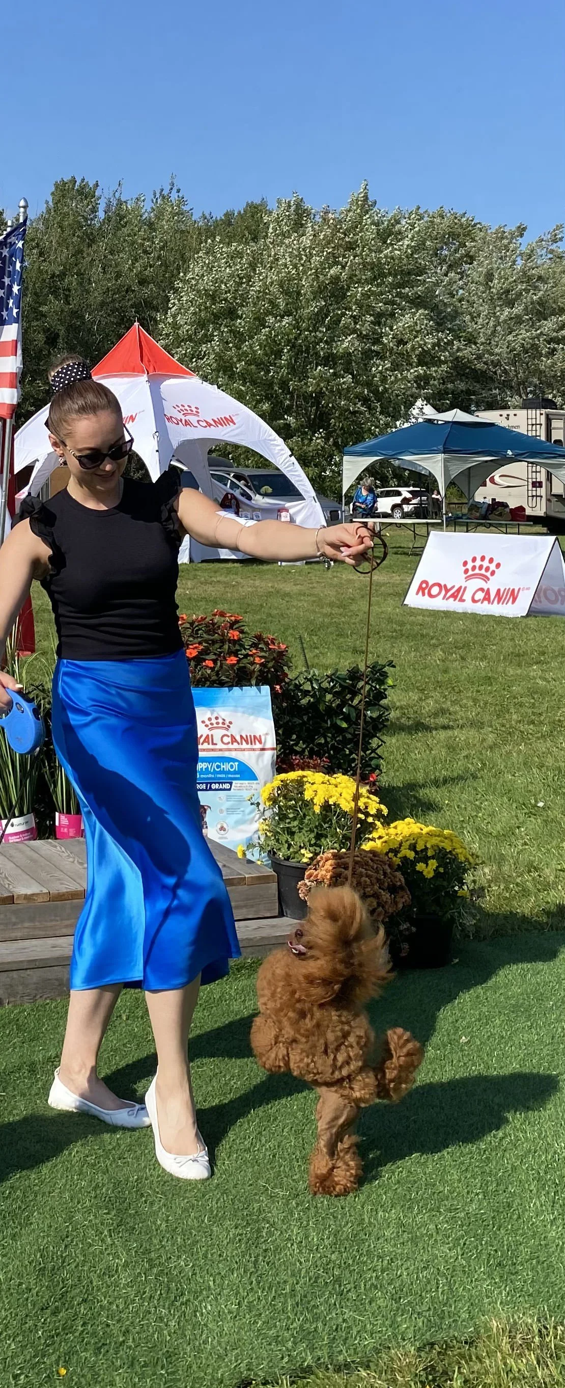 Brown poodle presented at outdoor dog show event in Montreal.