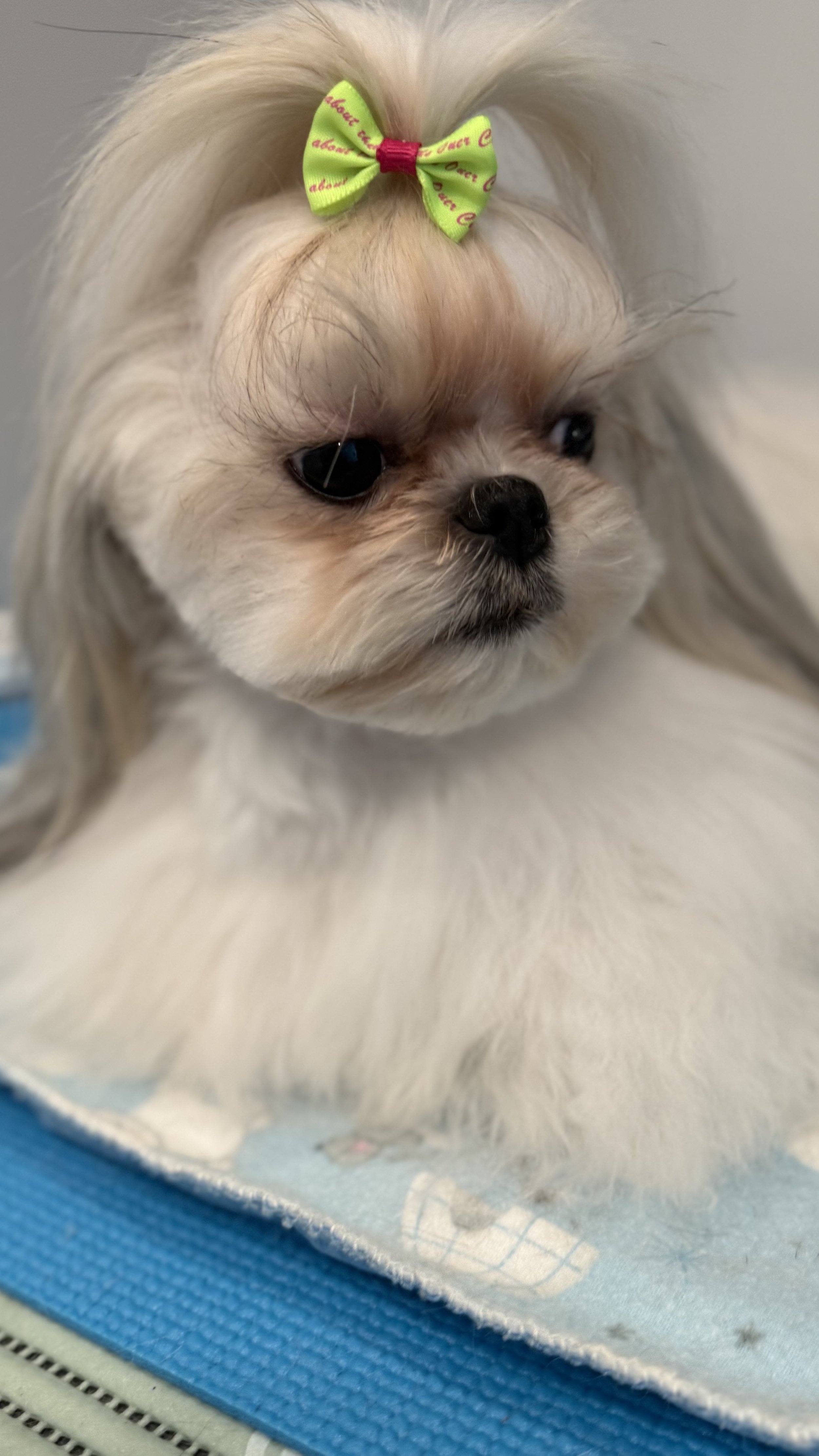 A small white dog with long fur and a bow on its head.